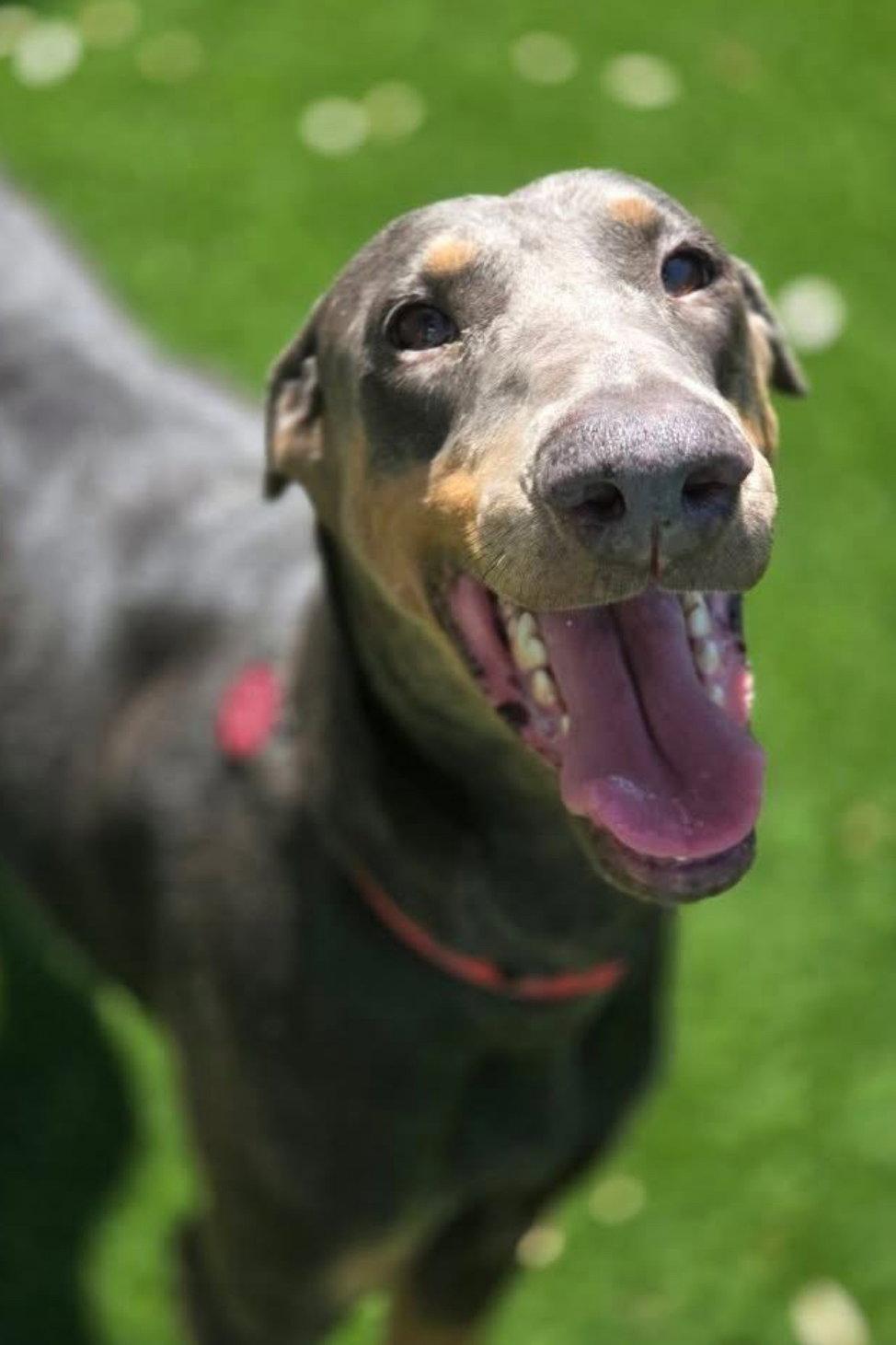 BlueBell 3446, Adopted, Adult Female Doberman Pinscher.