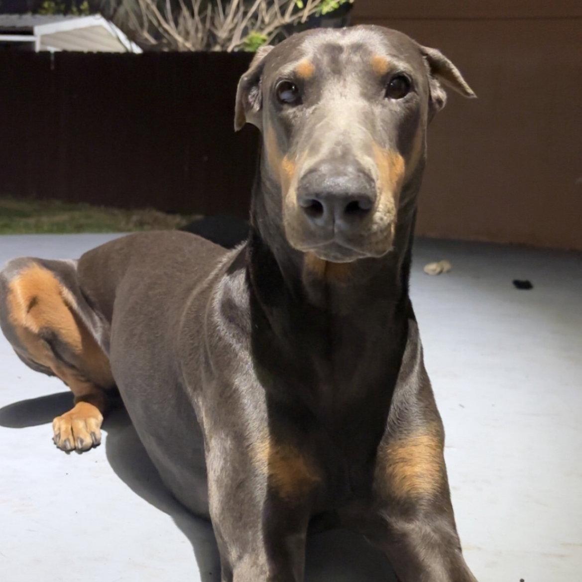 Enlarge BlueBell 3446, a Adopted Doberman Pinscher in Oakland Park, FL image 3/3