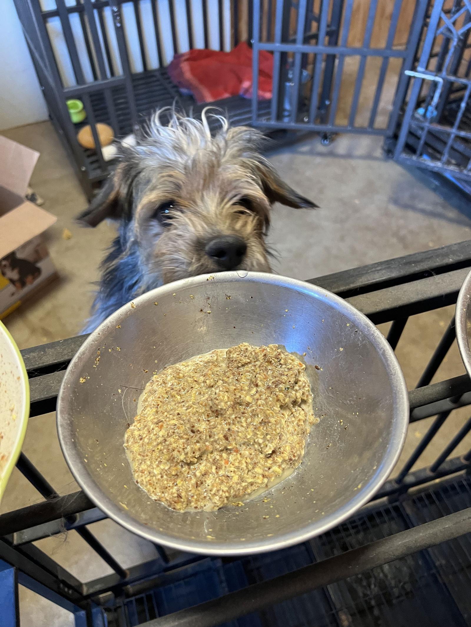 Enlarge Raisin, a Adoptable Mixed Breed in Ramona, CA image 1/3