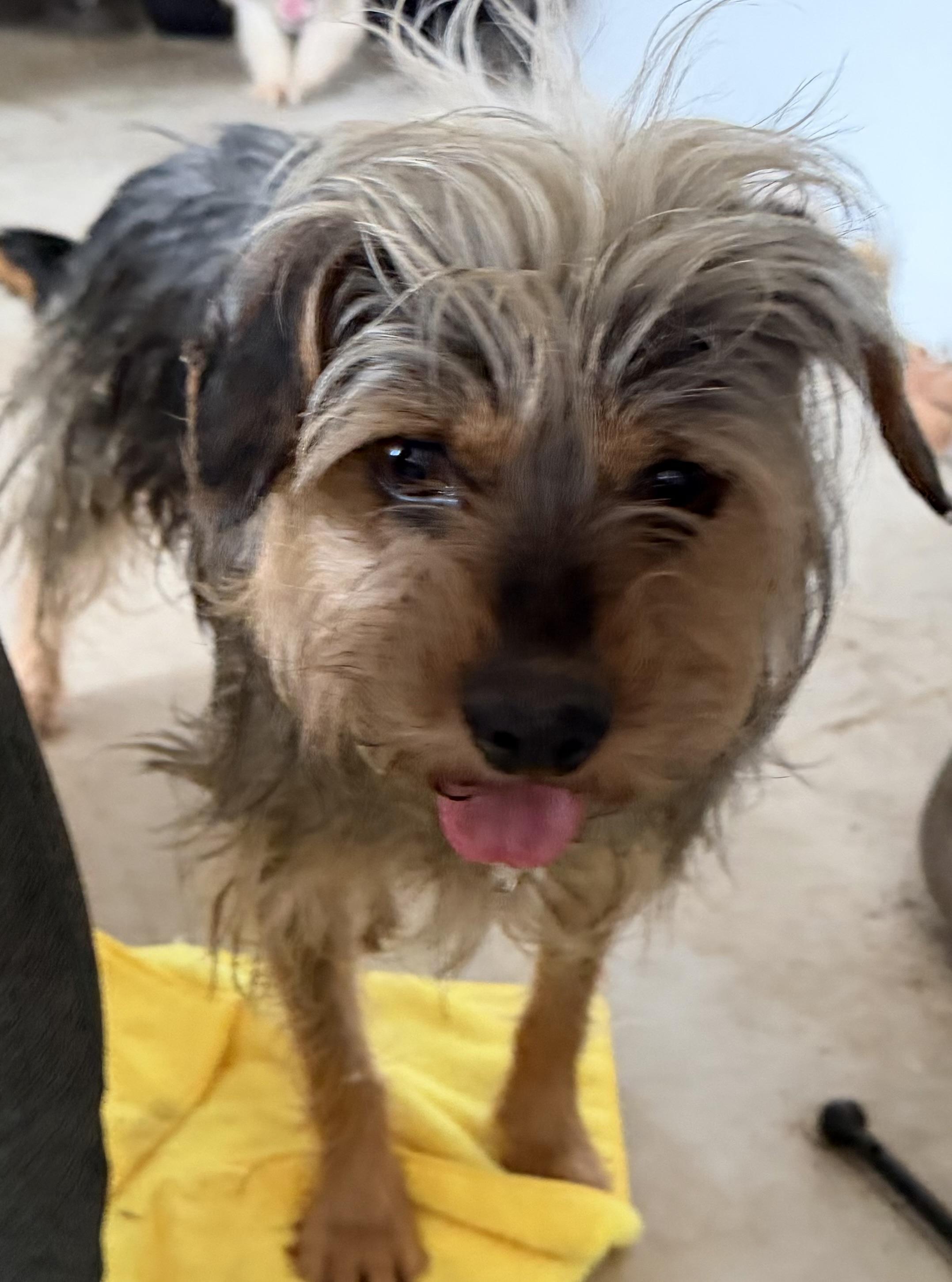 Enlarge Raisin, a Adoptable Mixed Breed in Ramona, CA image 2/5