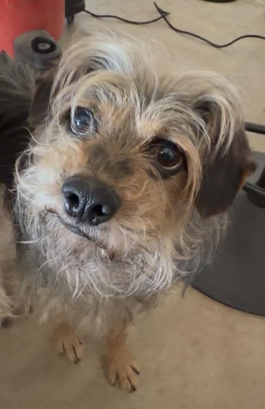 Enlarge Raisin, a Adoptable Mixed Breed in Ramona, CA image 1/5