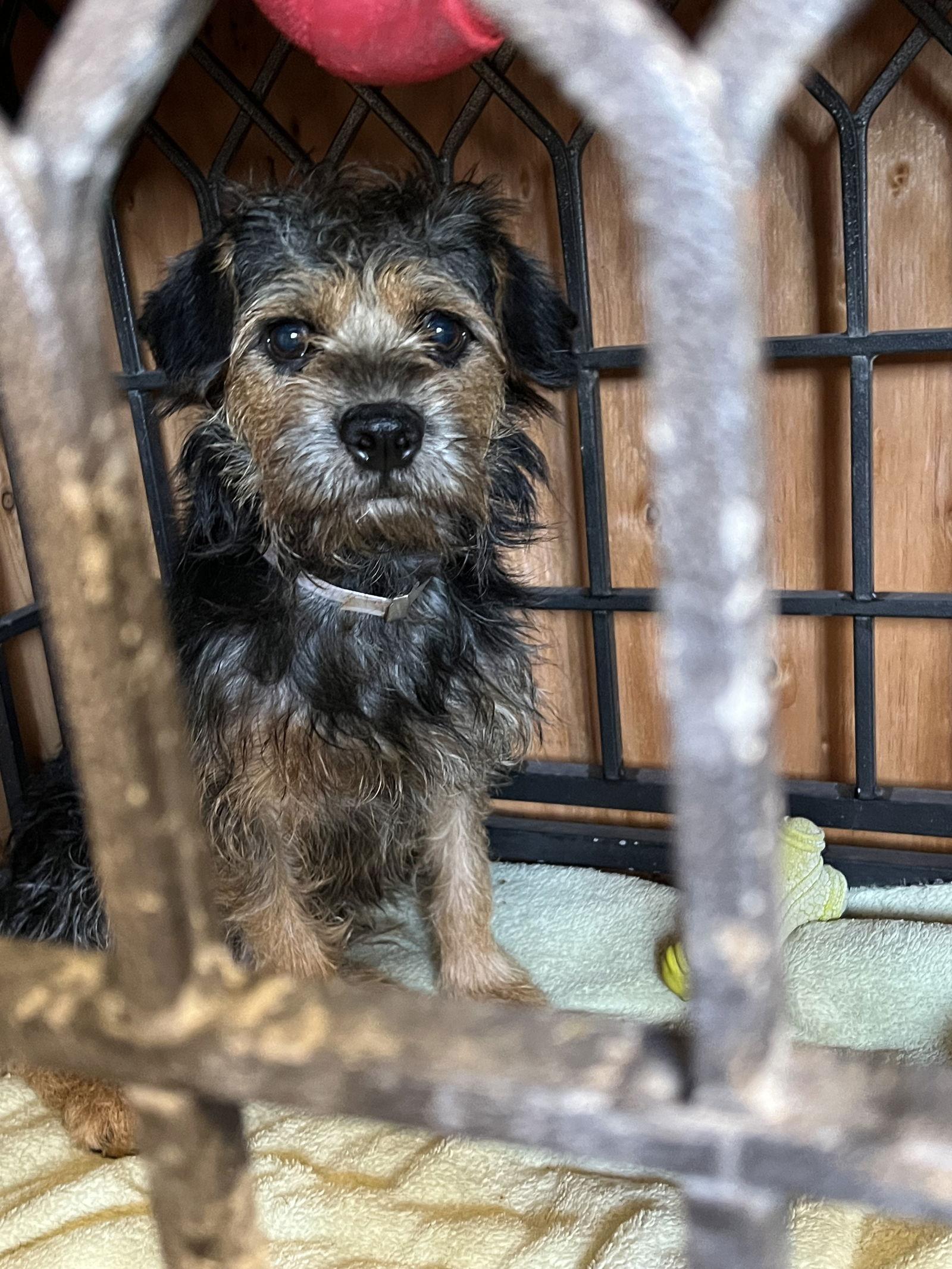 Enlarge Raisin, a Adoptable Mixed Breed in Ramona, CA image 2/3