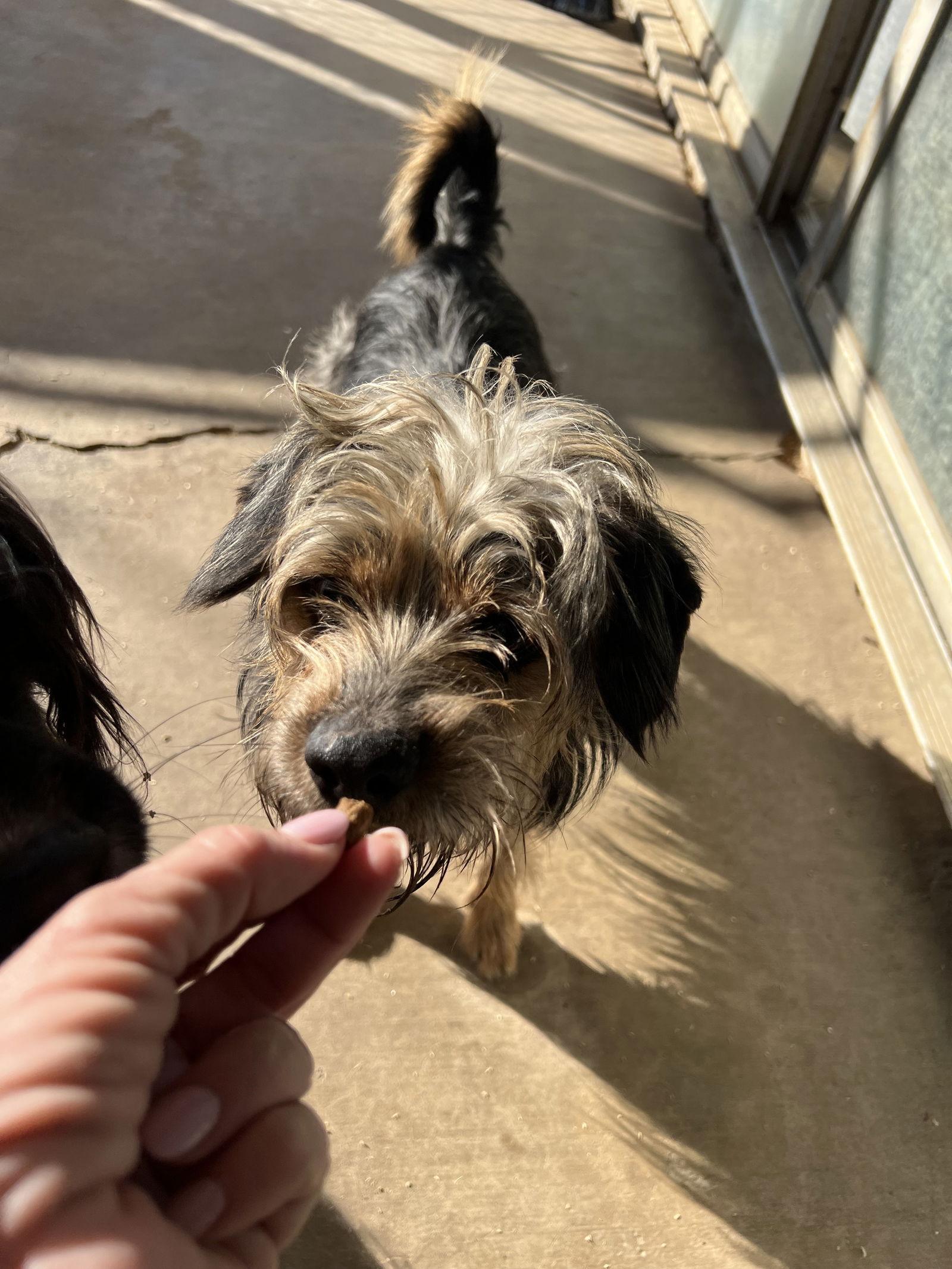 Enlarge Raisin, a Adoptable Mixed Breed in Ramona, CA image 3/3