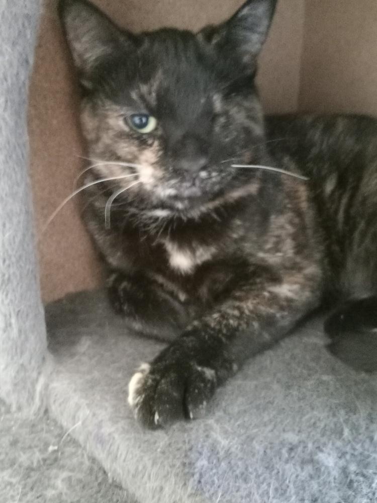 Miracle Maria, Adoptable, Adult Female Domestic Short Hair.