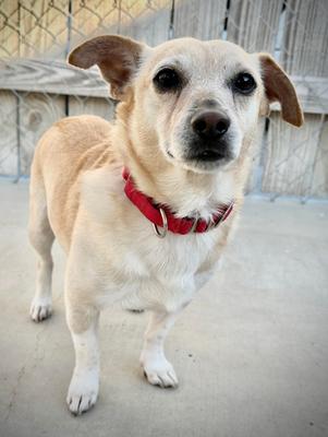 Romeo, Adopted, Adult Male Chihuahua & Mixed Breed.