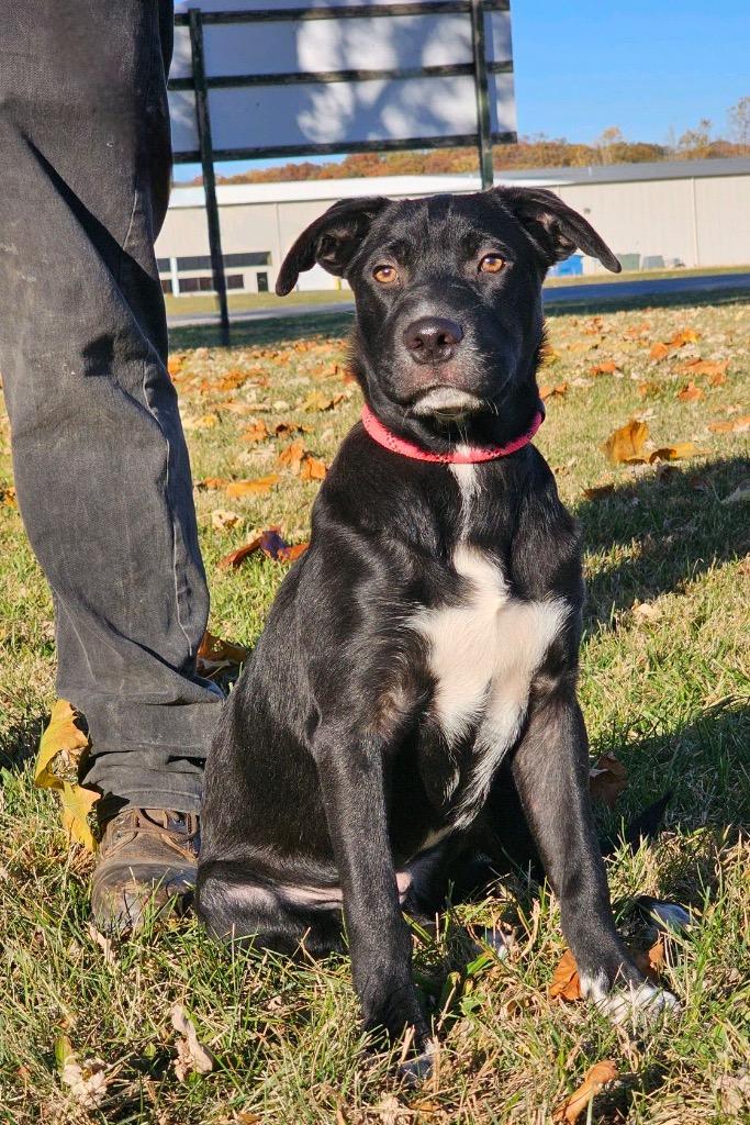 Boyd, a Adopted mixed breed in Huntington, IN image 1/2