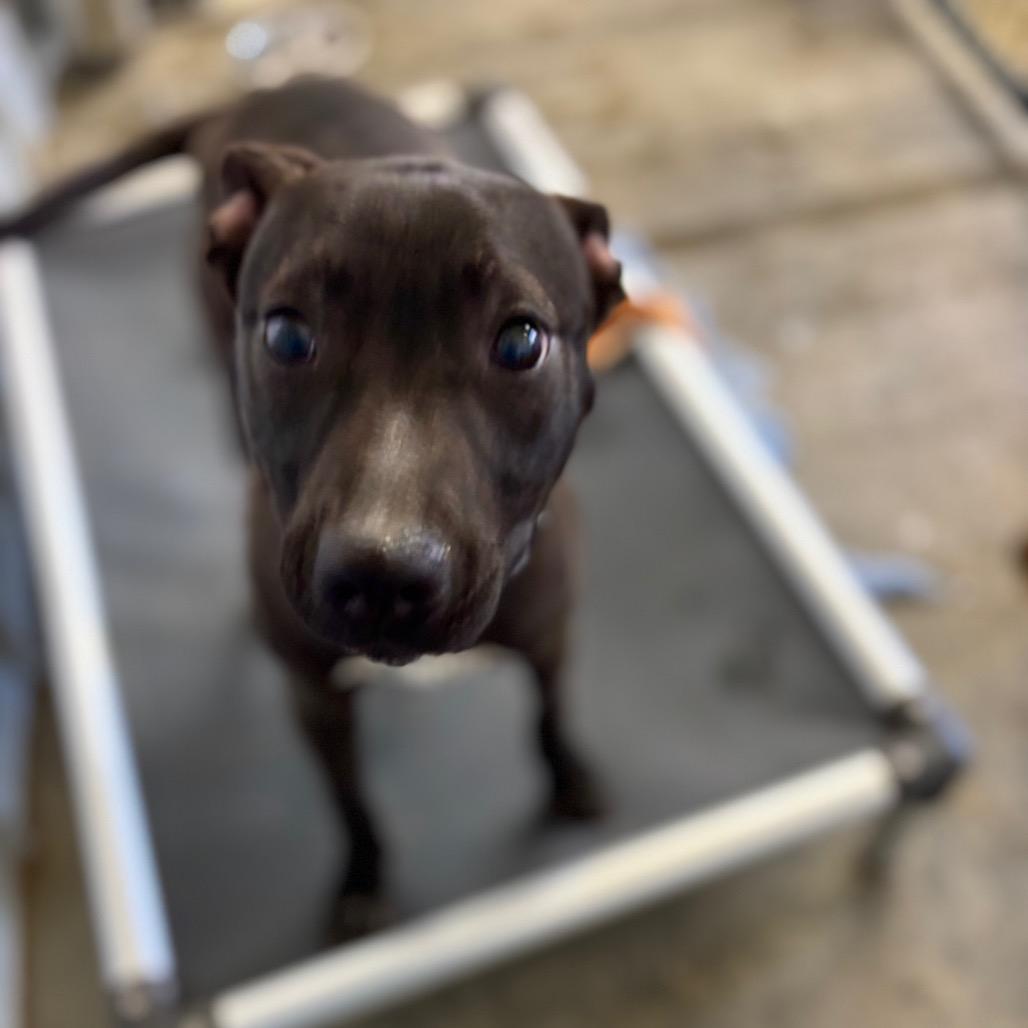 Pipsqueak — thumbnail 2