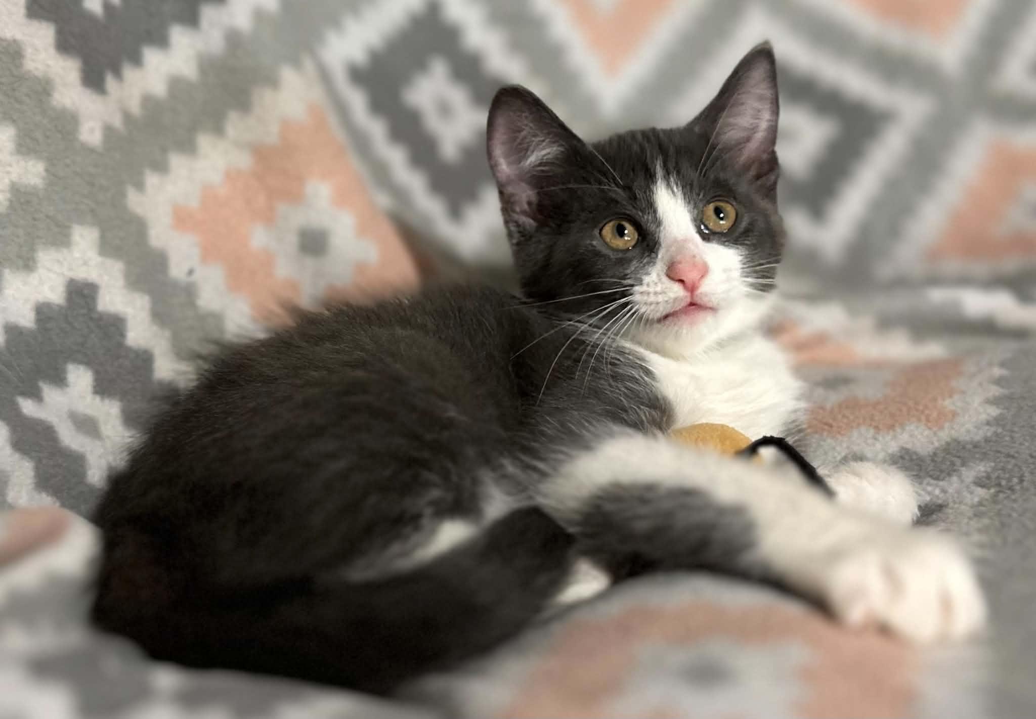 Enlarge Luka, a ADOPTABLE Domestic Medium Hair in Kent, OH image 6/6