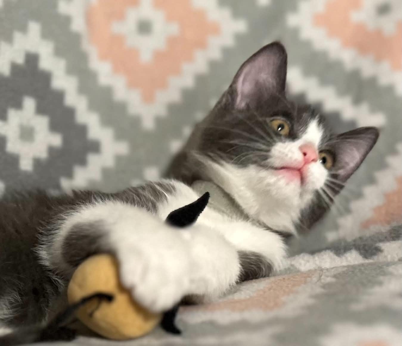 Enlarge Luka, a ADOPTABLE Domestic Medium Hair in Kent, OH image 5/6
