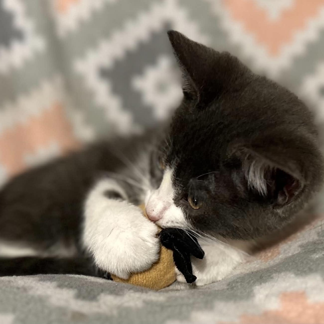 Enlarge Luka, a ADOPTABLE Domestic Medium Hair in Kent, OH image 2/6