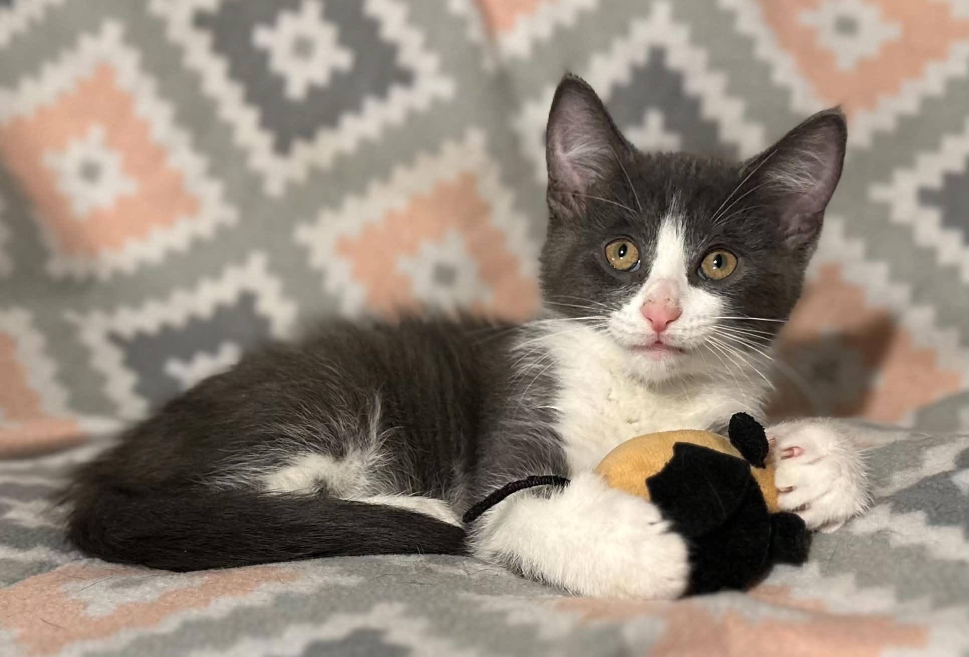 Enlarge Luka, a ADOPTABLE Domestic Medium Hair in Kent, OH image 3/6