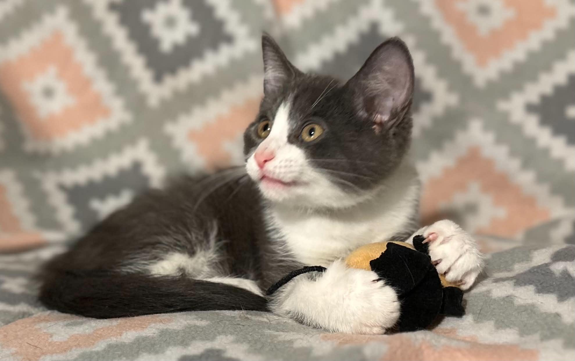 Enlarge Luka, a ADOPTABLE Domestic Medium Hair in Kent, OH image 4/6