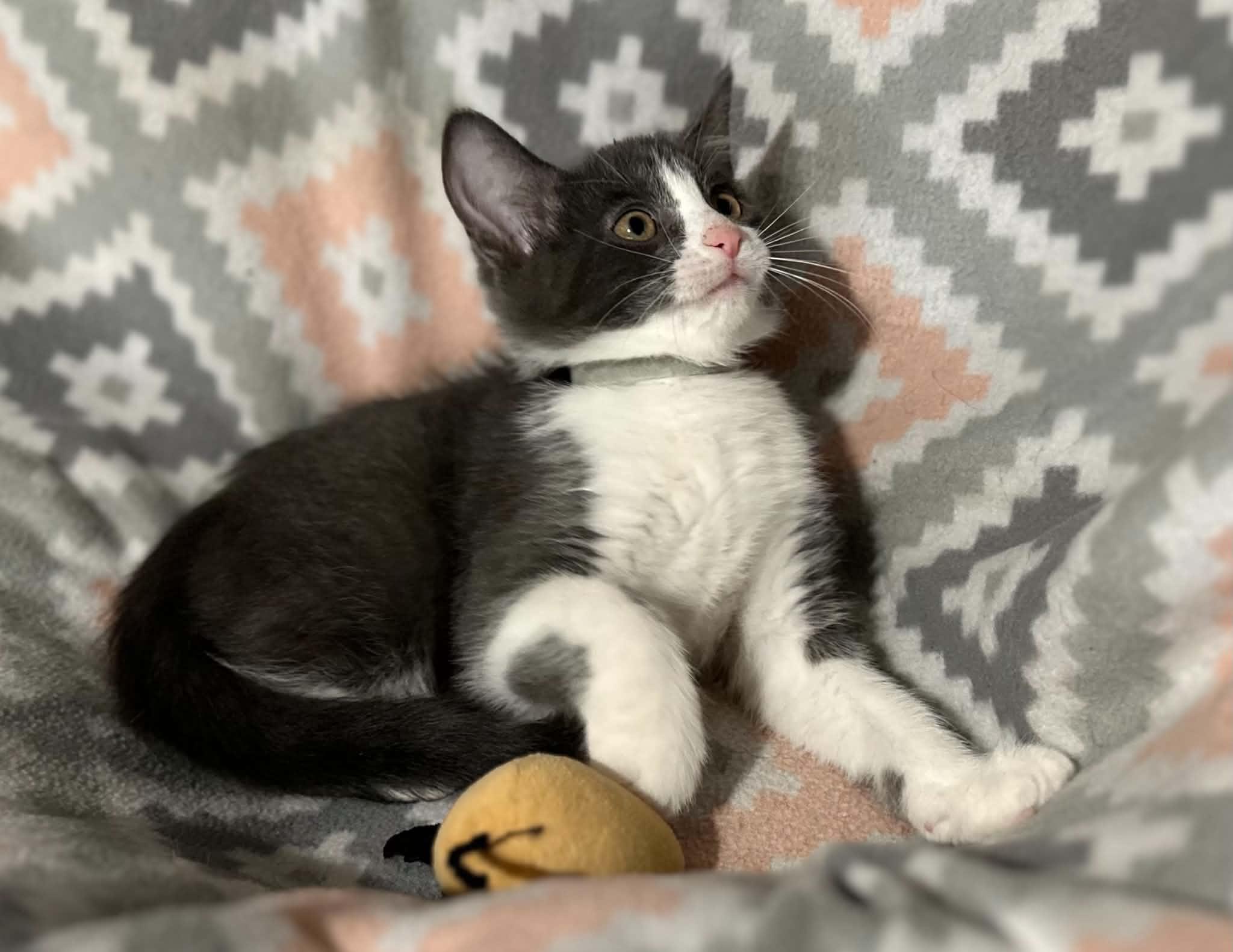 Luka, ADOPTABLE, Kitten Male Domestic Medium Hair.