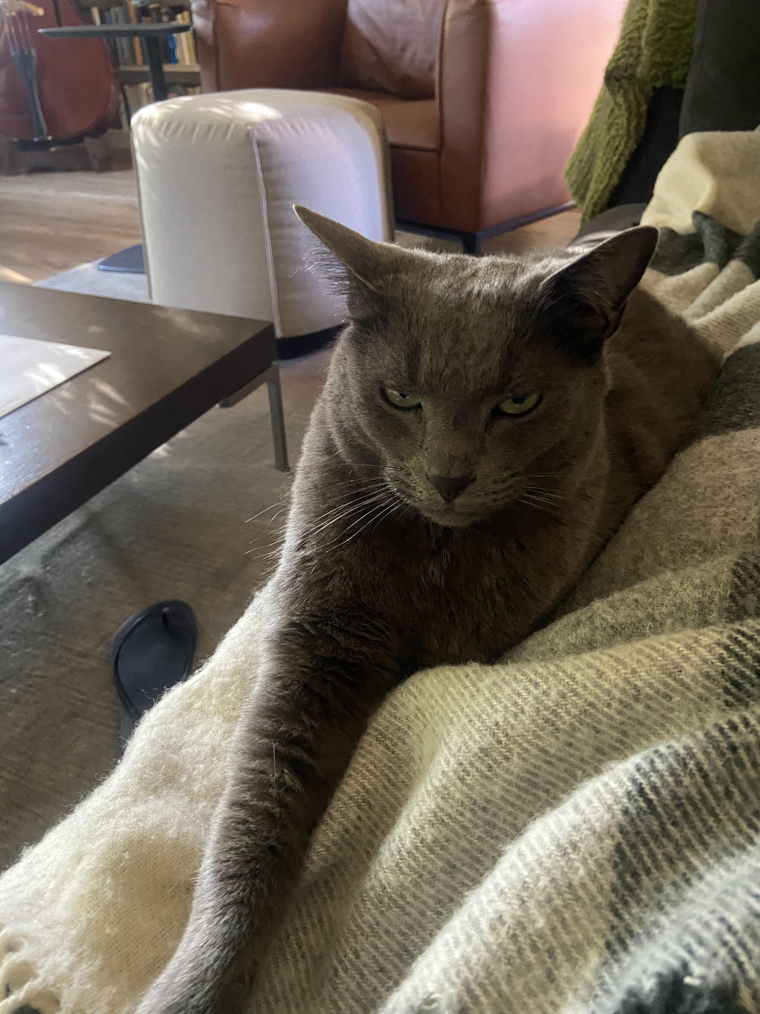 Enlarge Aspen & Monty, a Adoptable mixed breed in Redwood City, CA image 2/4