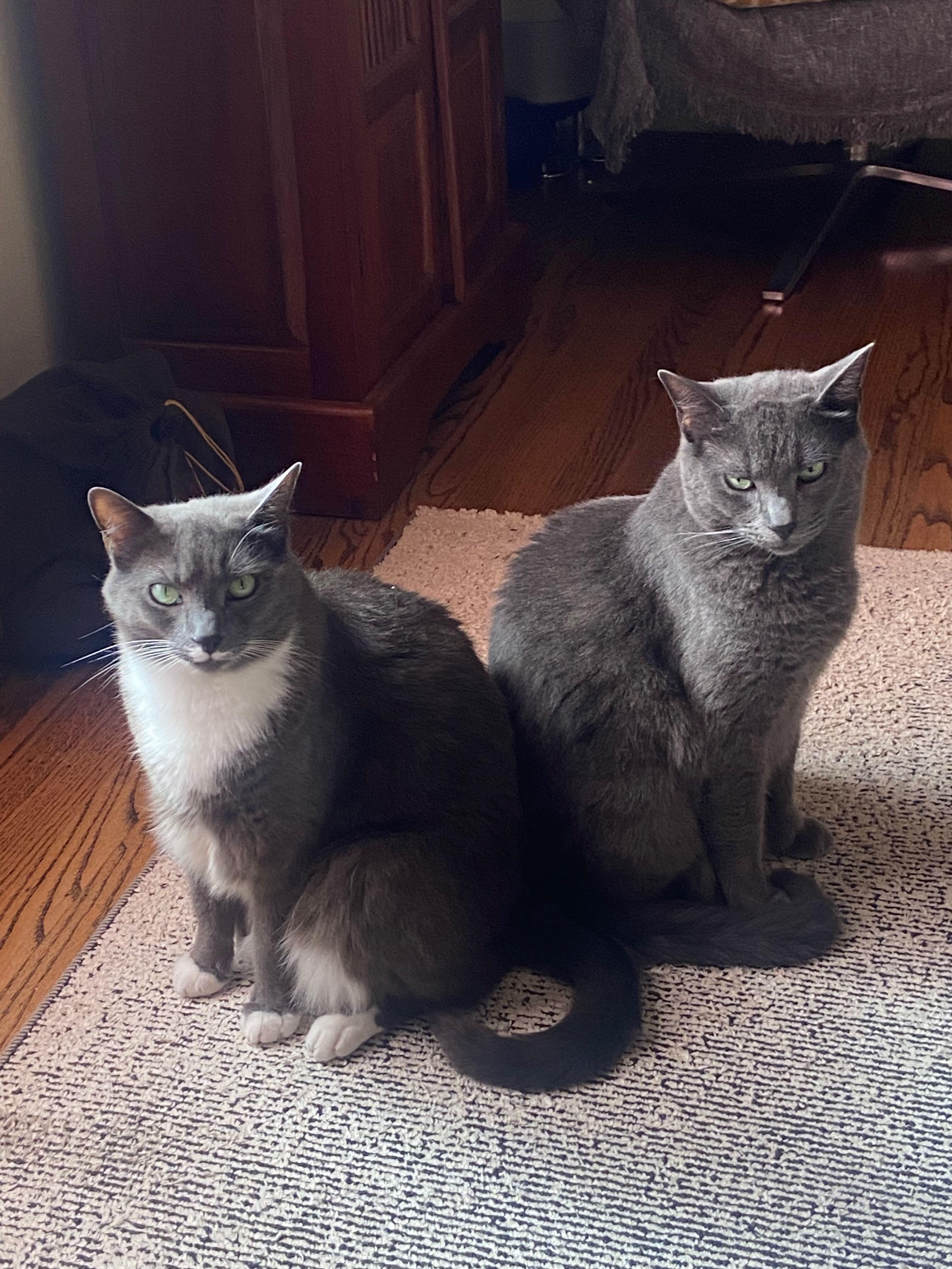 Enlarge Aspen & Monty, a Adoptable mixed breed in Redwood City, CA image 3/4