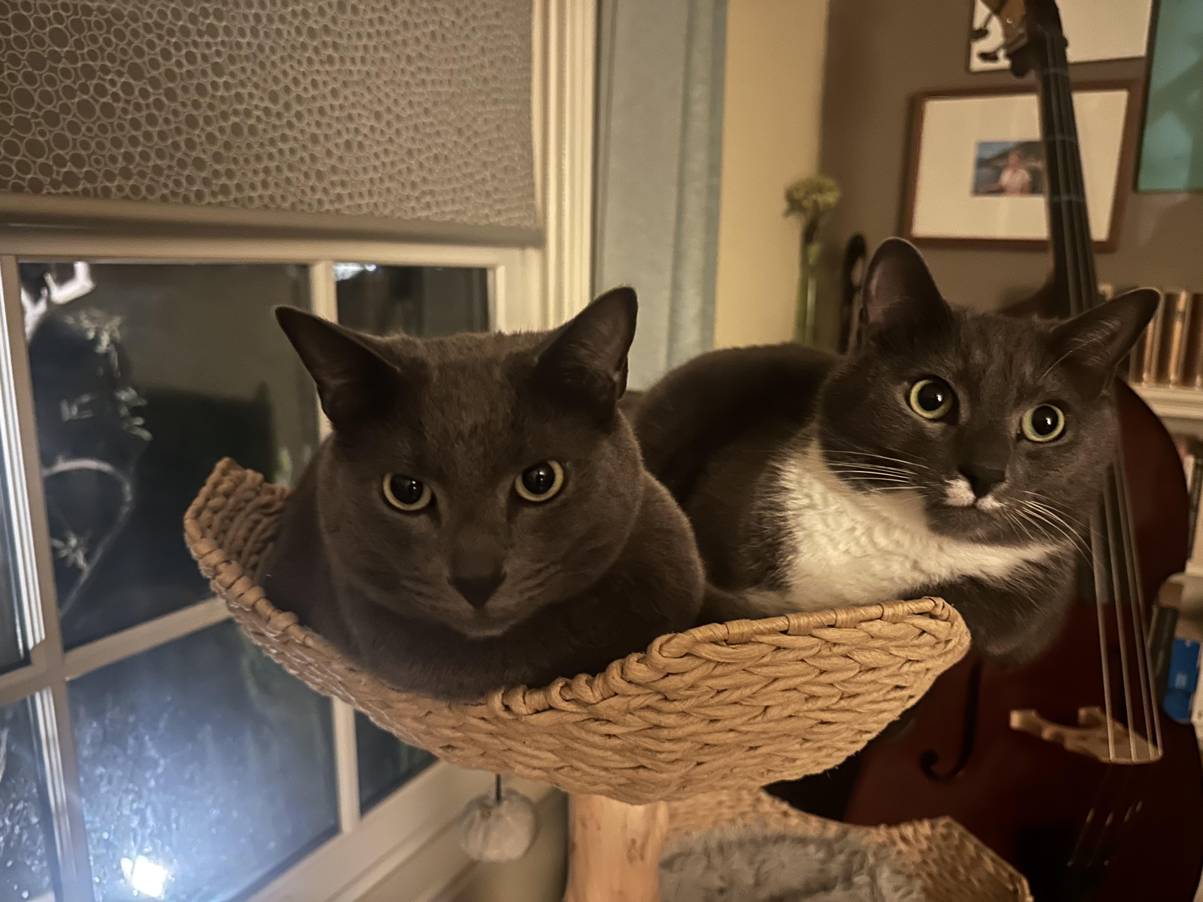 Aspen & Monty, Adoptable, Adult Male Tuxedo & Domestic Short Hair.