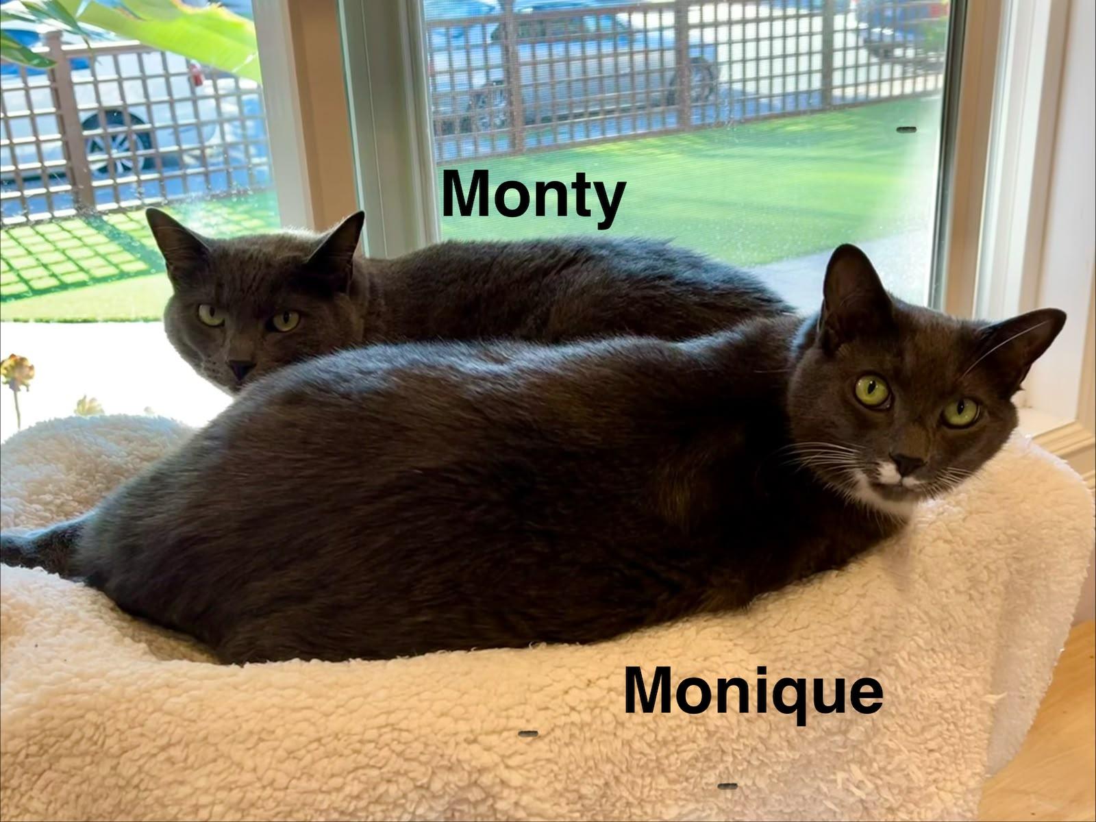 Enlarge Monty & Monique, a Adoptable mixed breed in Redwood City, CA image 6/6