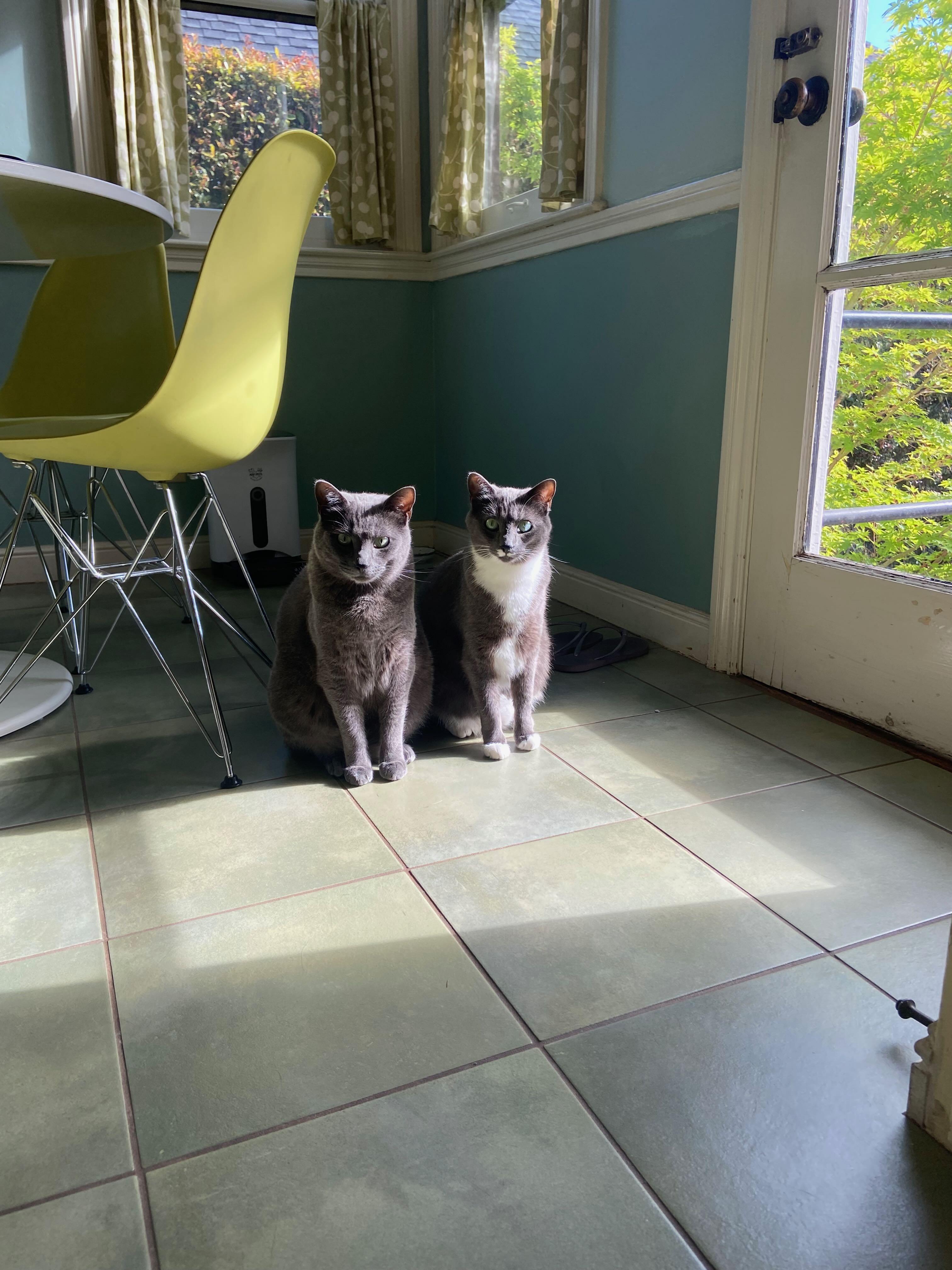 Enlarge Aspen & Monty, a Adoptable mixed breed in Redwood City, CA image 4/4