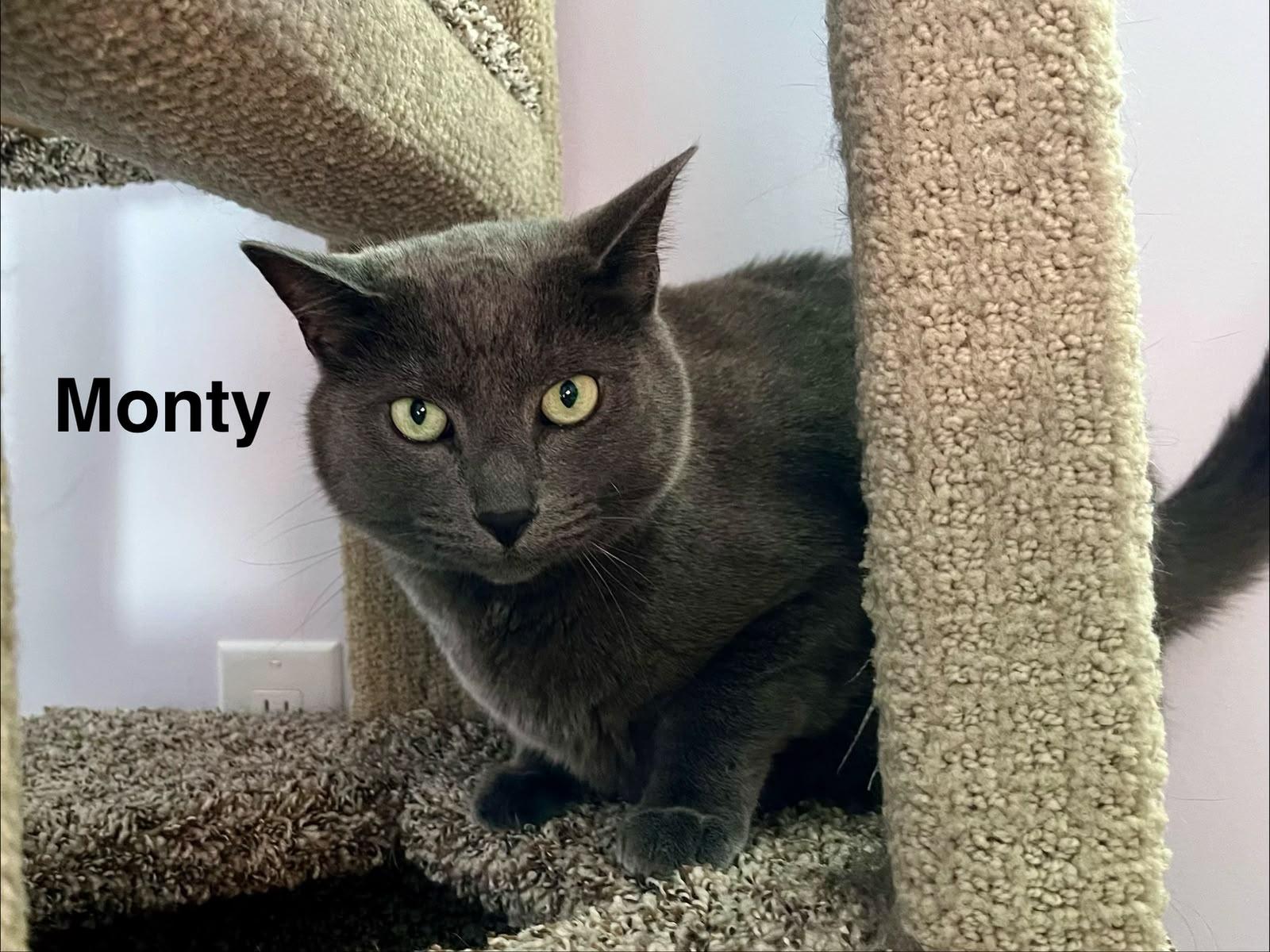 Enlarge Monty & Monique, a Adoptable mixed breed in Redwood City, CA image 3/6