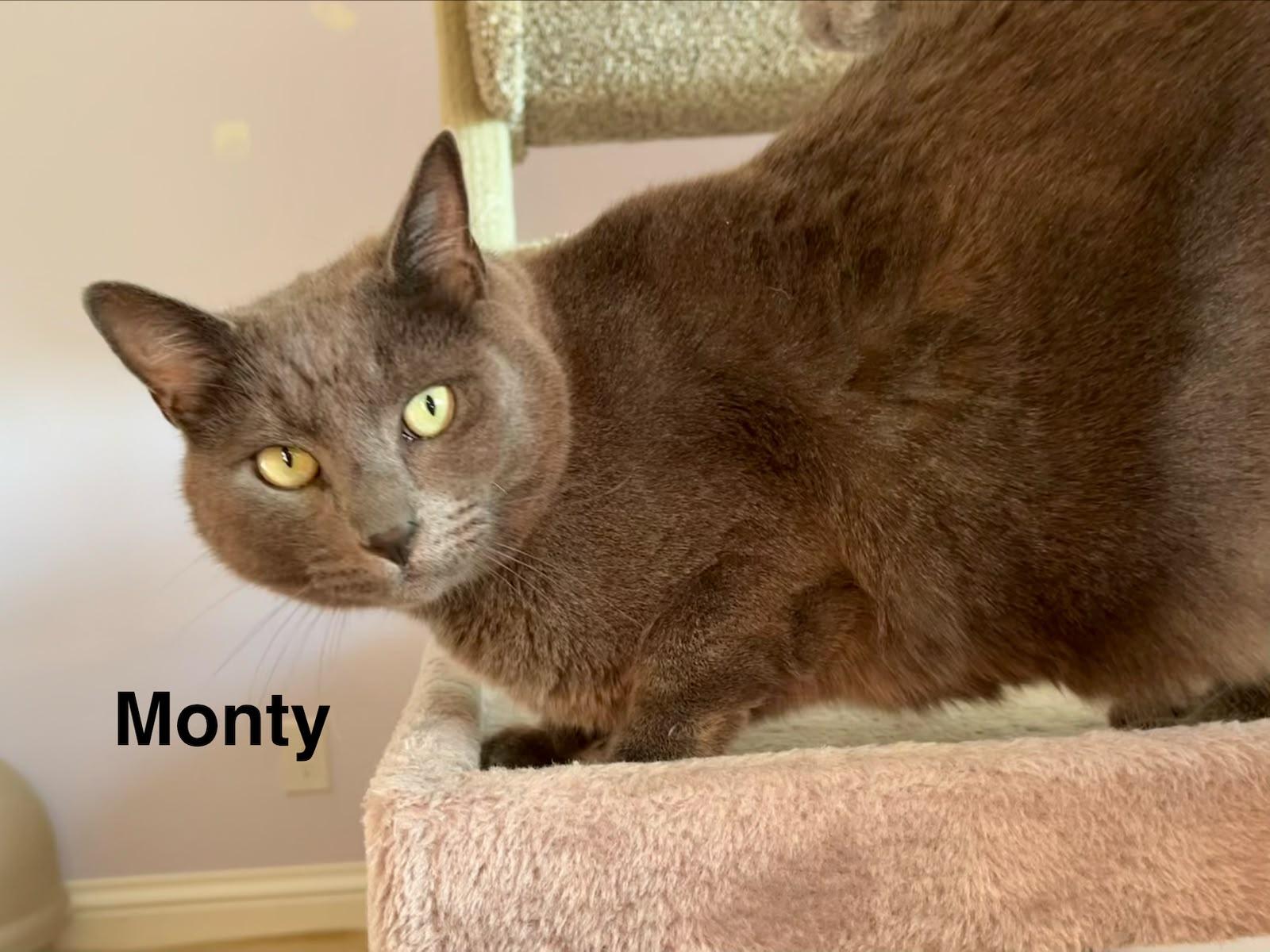 Enlarge Monty & Monique, a Adoptable mixed breed in Redwood City, CA image 2/6