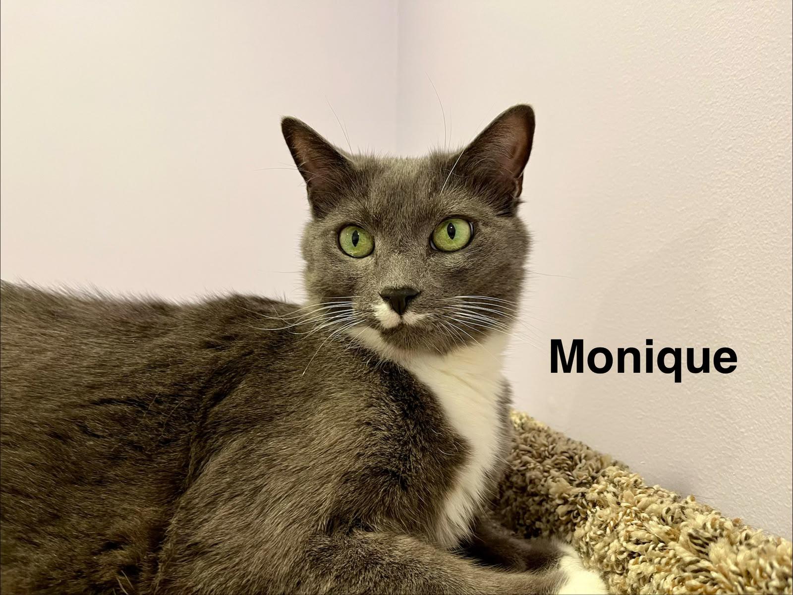 Monty & Monique, Adoptable, Adult Female Tuxedo & Domestic Short Hair.