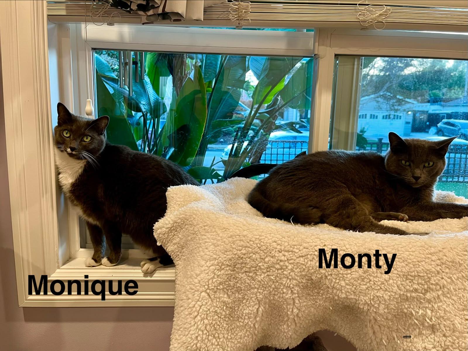Enlarge Monty & Monique, a Adoptable mixed breed in Redwood City, CA image 4/6