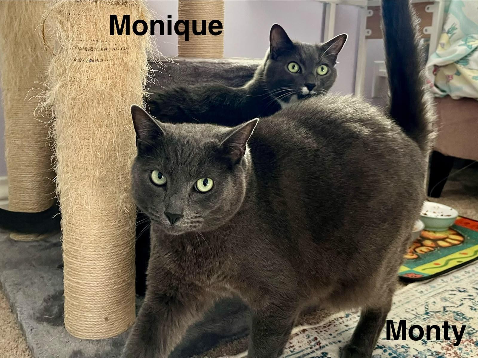 Enlarge Monty & Monique, a Adoptable mixed breed in Redwood City, CA image 5/6