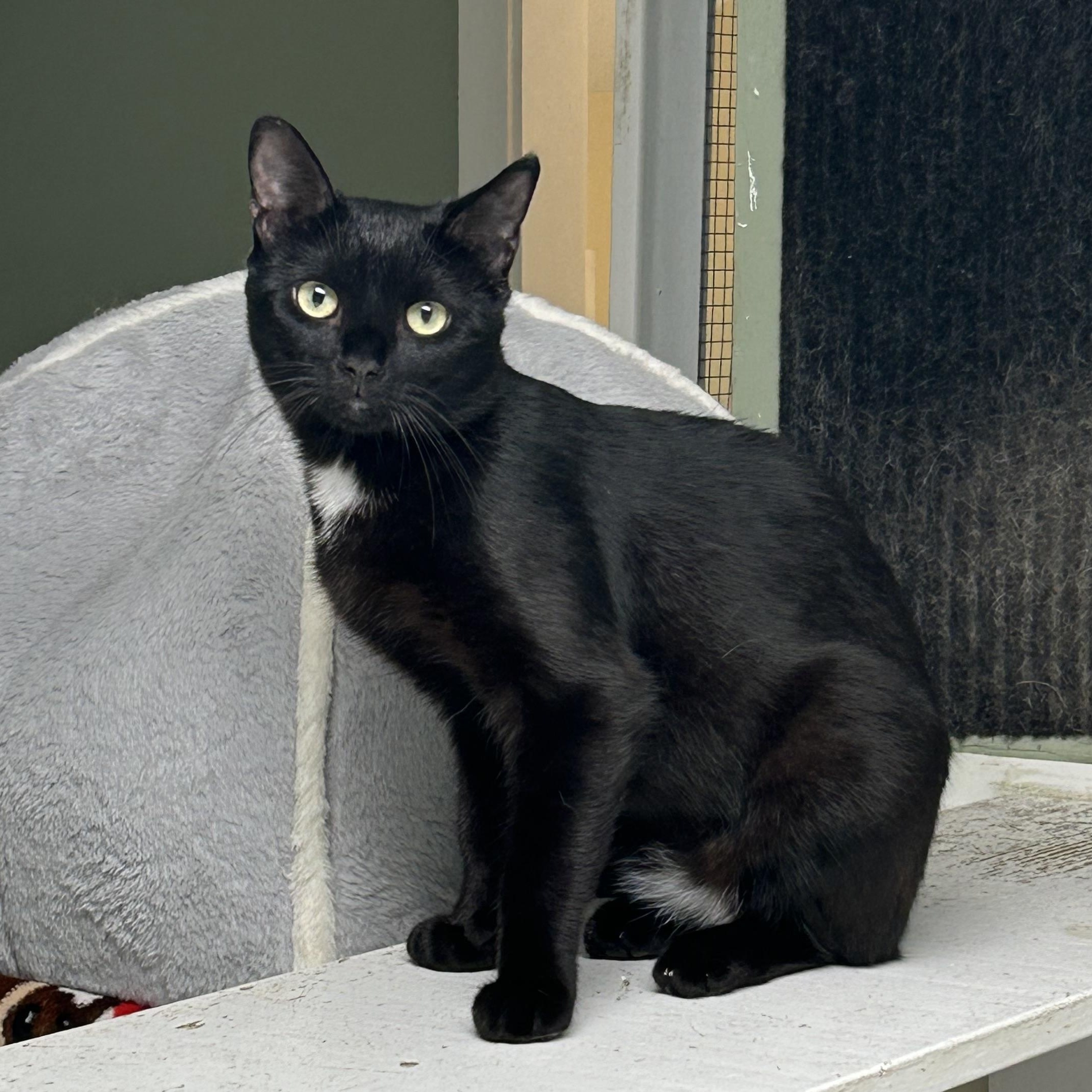 Enlarge Rocky, a Adoptable Domestic Short Hair in Queenstown, MD image 1/6