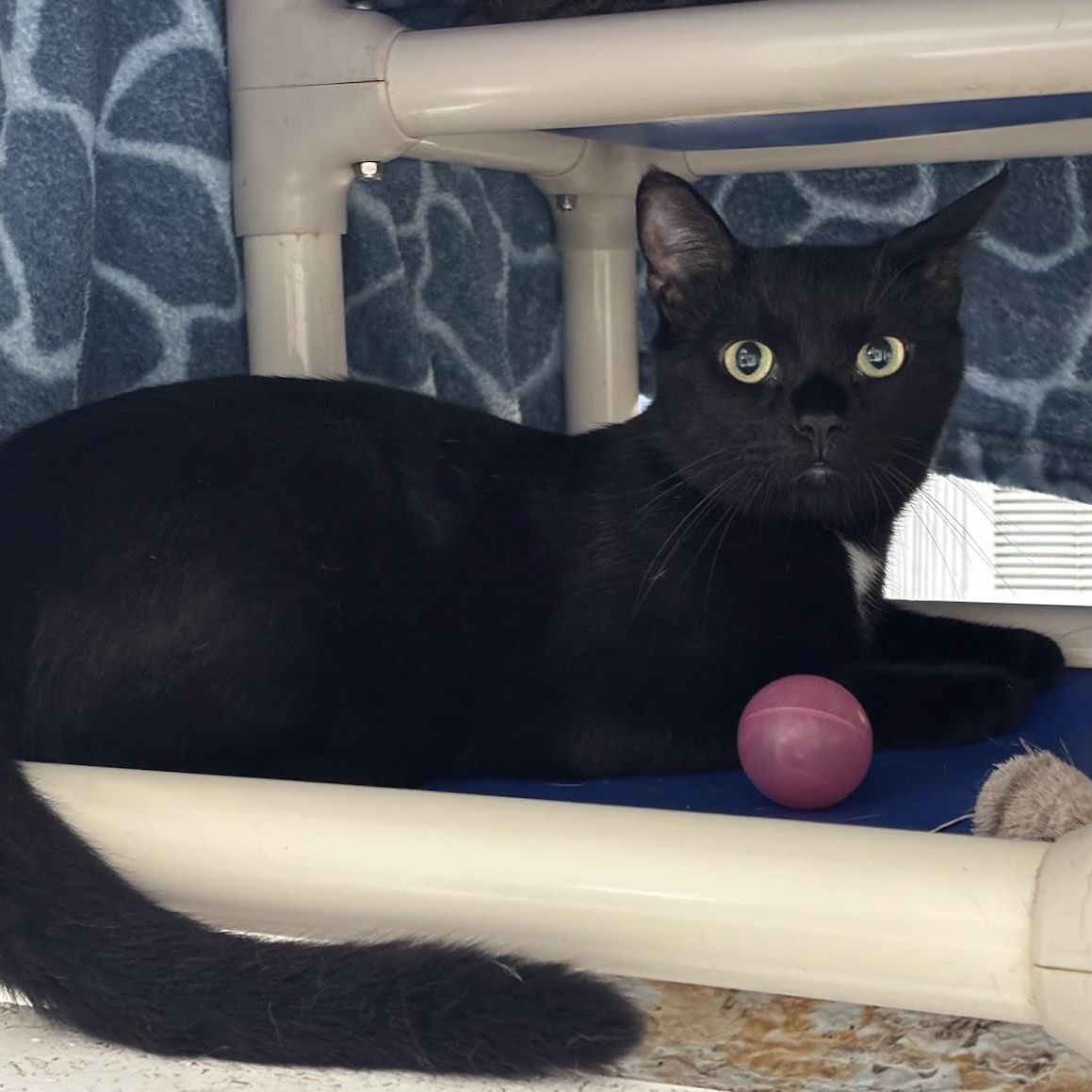 Enlarge Rocky, a Adoptable Domestic Short Hair in Queenstown, MD image 6/6