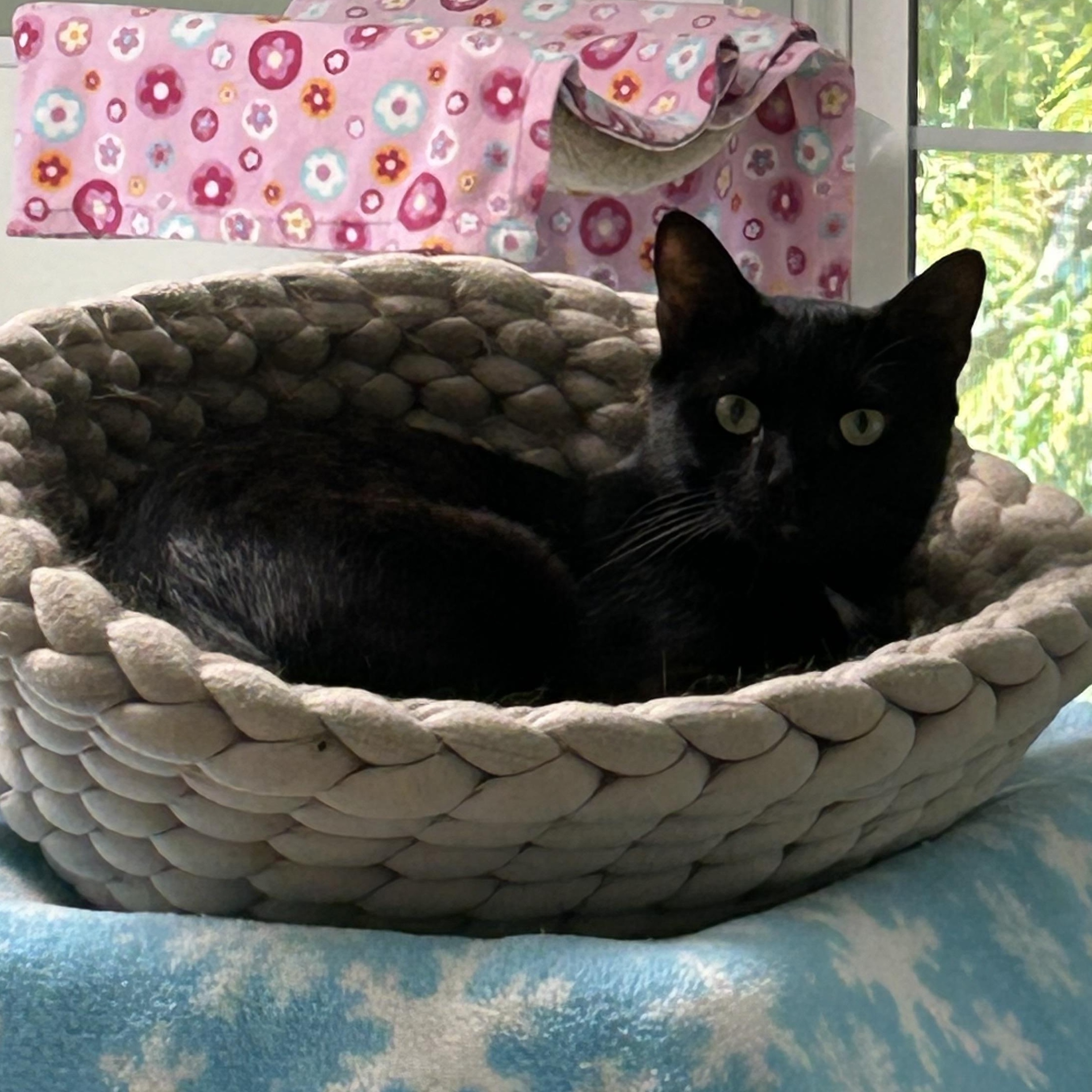 Enlarge Rocky, a Adoptable Domestic Short Hair in Queenstown, MD image 5/6