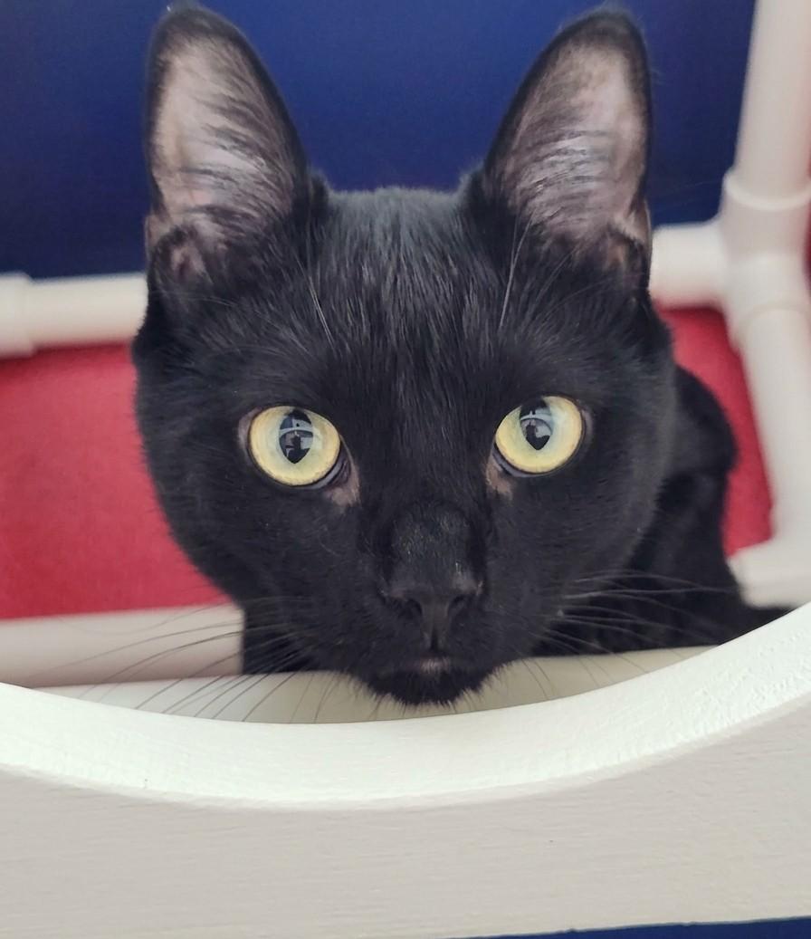 Enlarge Rocky, a Adoptable Domestic Short Hair in Queenstown, MD image 2/6