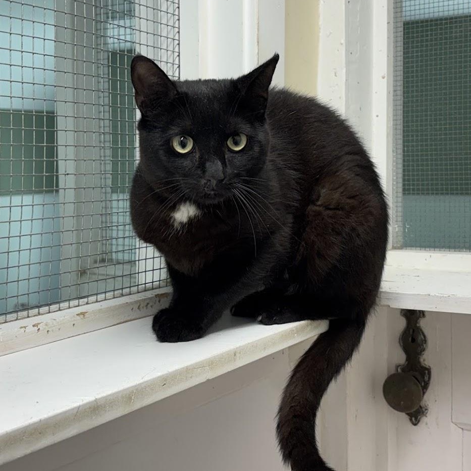 Enlarge Rocky, a Adoptable Domestic Short Hair in Queenstown, MD image 3/6