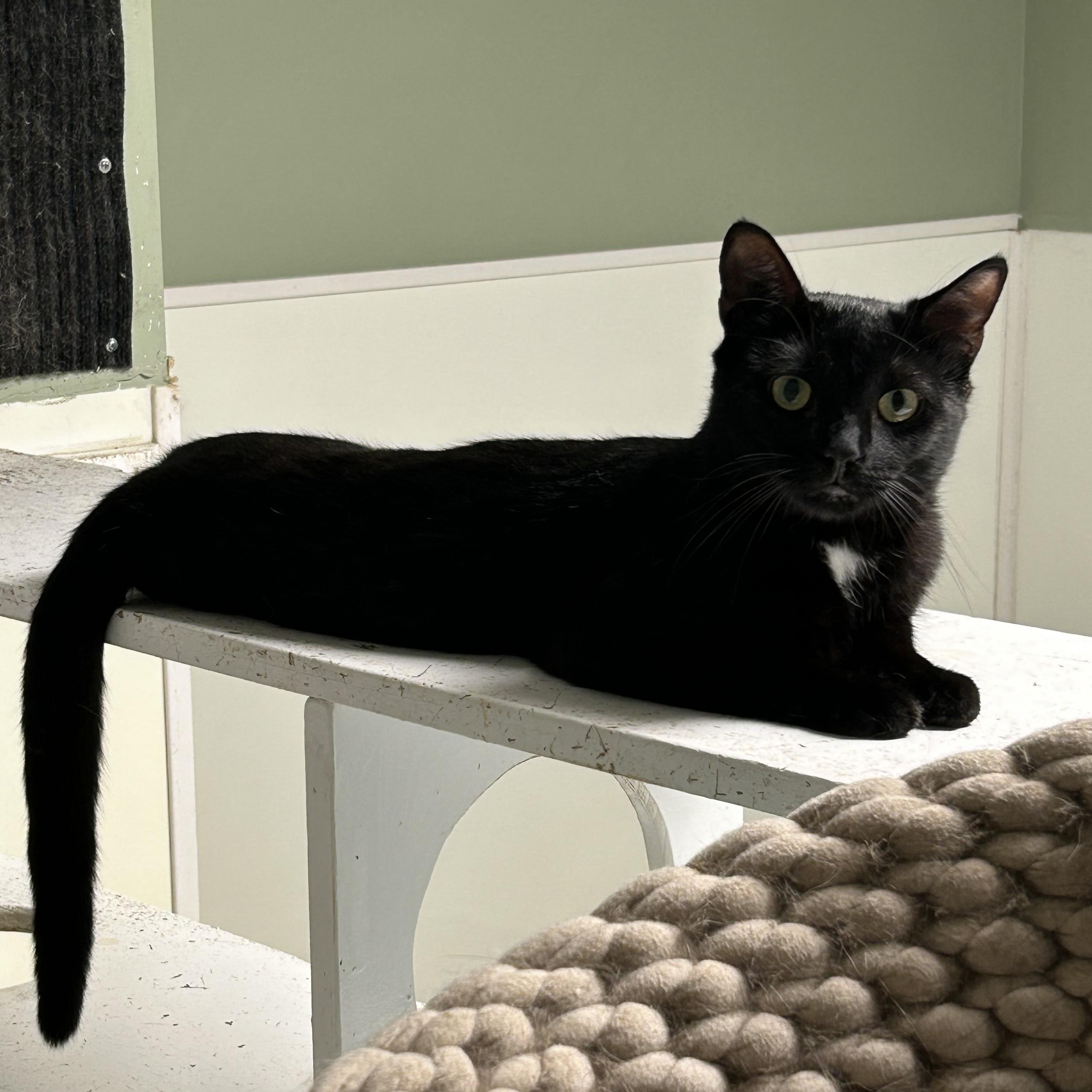 Enlarge Rocky, a Adoptable Domestic Short Hair in Queenstown, MD image 4/6