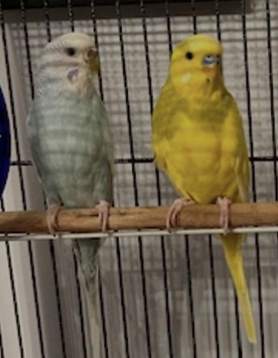 Enlarge Arie & Blue, a Adoptable Budgie / Budgerigar in Belford, NJ image 1/3