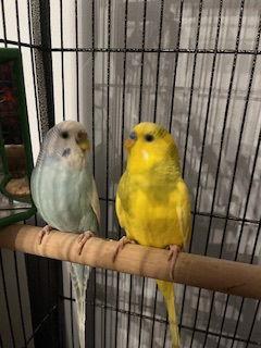 Enlarge Arie & Blue, a Adoptable Budgie / Budgerigar in Belford, NJ image 2/3