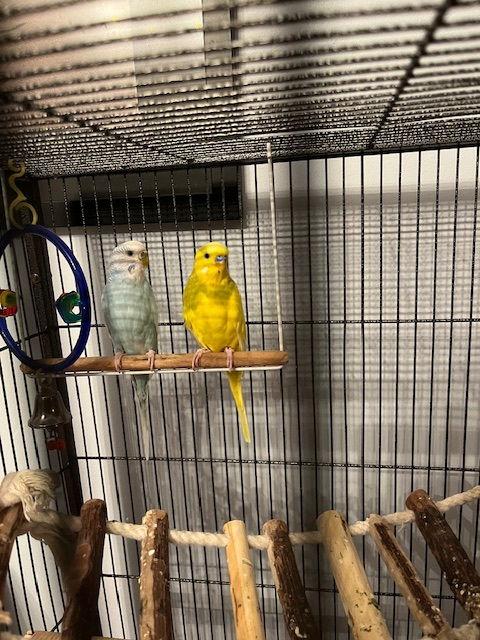Arie & Blue, Adoptable, Adult Male Budgie / Budgerigar.