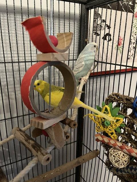 Enlarge Arie & Blue, a Adoptable Budgie / Budgerigar in Belford, NJ image 3/3