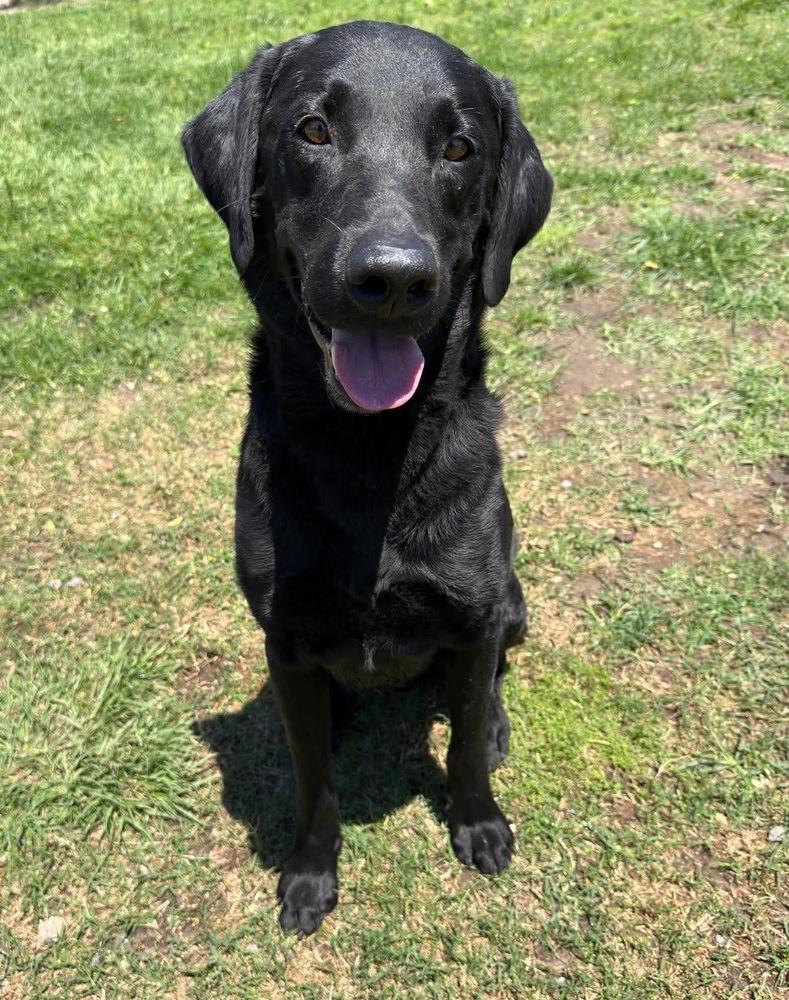 Cracknell / Cedric, Adoptable, Adult Male Labrador Retriever.