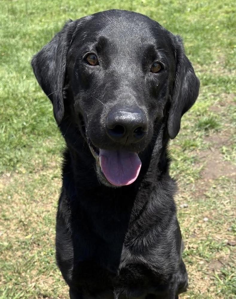 Enlarge Cracknell / Cedric, a Adoptable mixed breed in Broomfield, CO image 2/2