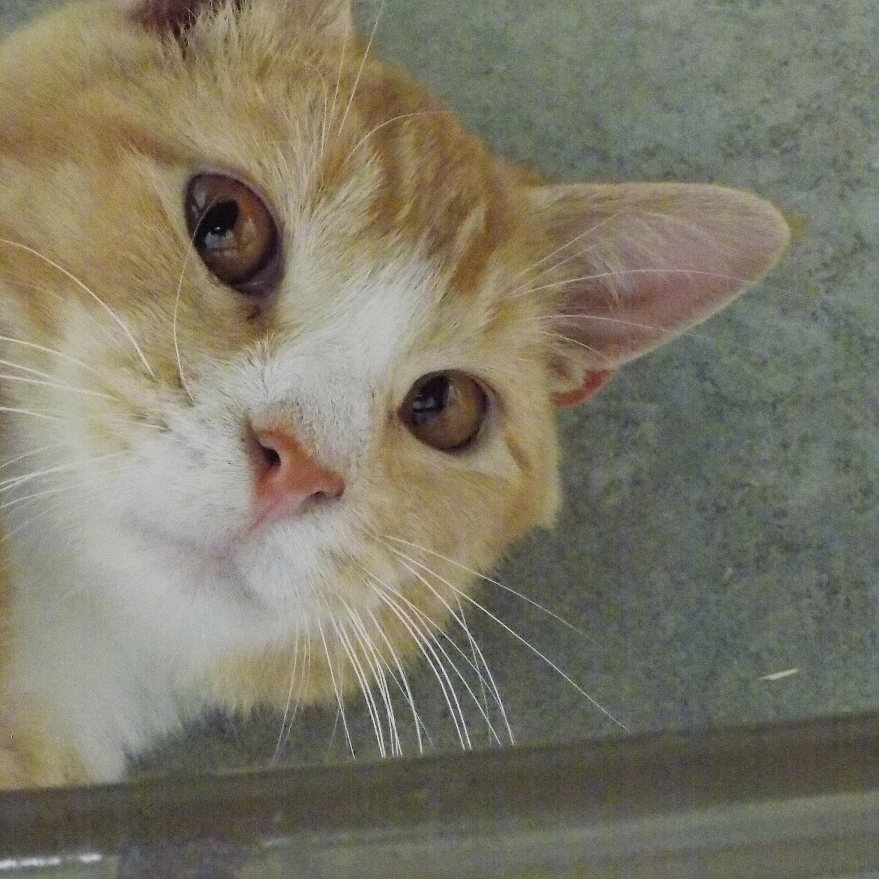 Enlarge Buddy, a Adopted Domestic Short Hair in Savanna, IL image 1/3