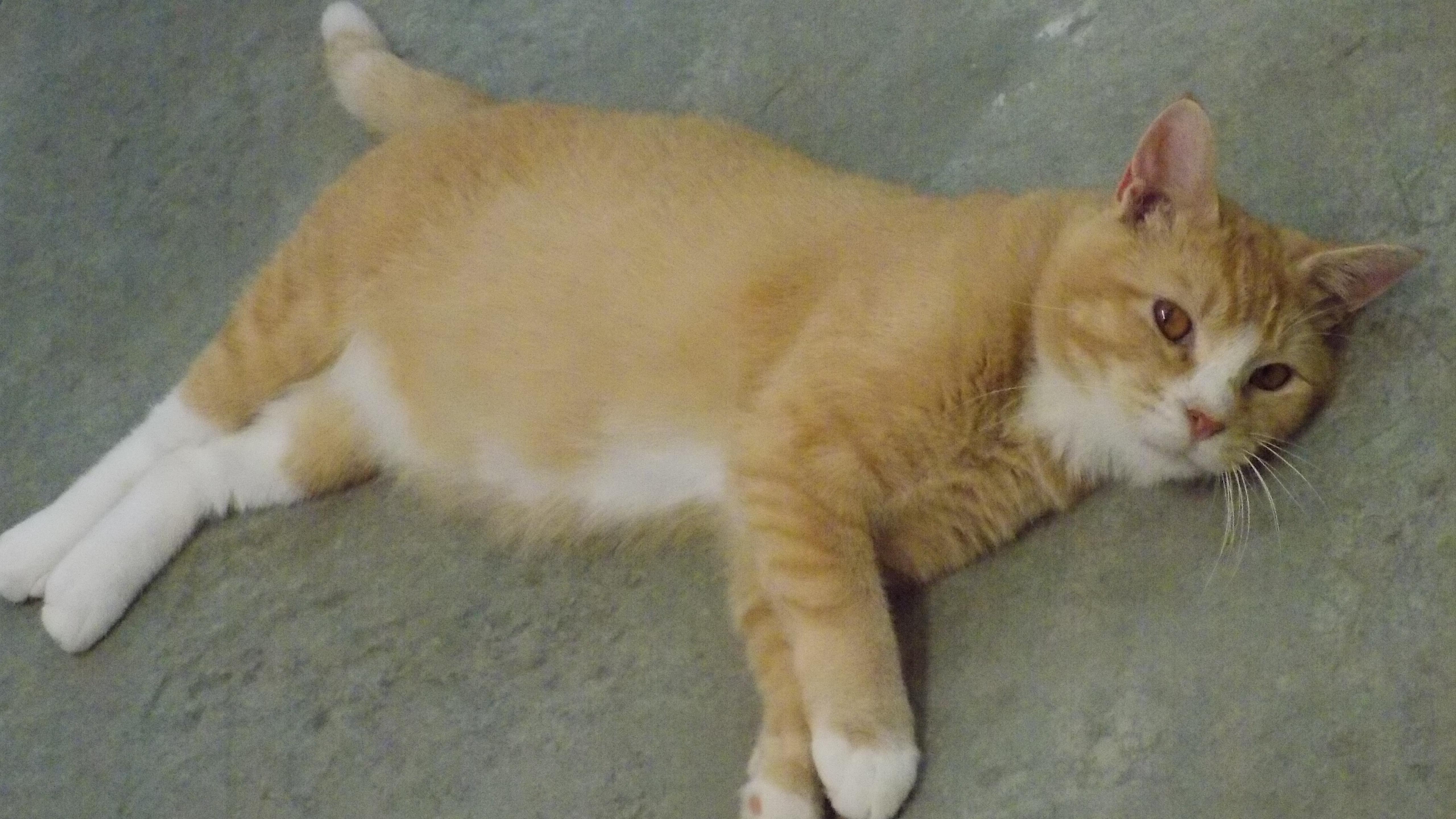 Enlarge Buddy, a Adopted Domestic Short Hair in Savanna, IL image 3/3