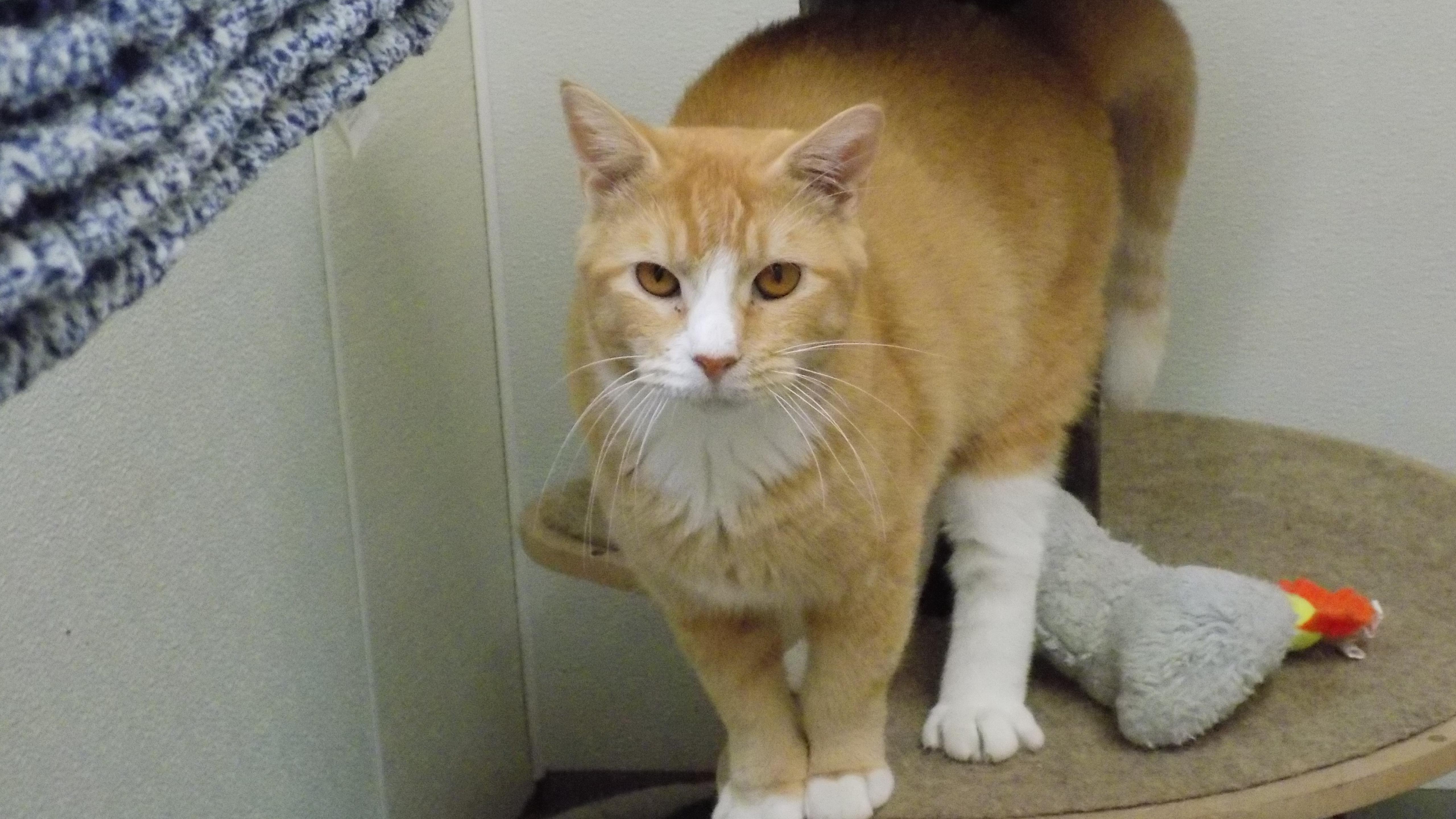 Enlarge Buddy, a Adopted Domestic Short Hair in Savanna, IL image 2/3