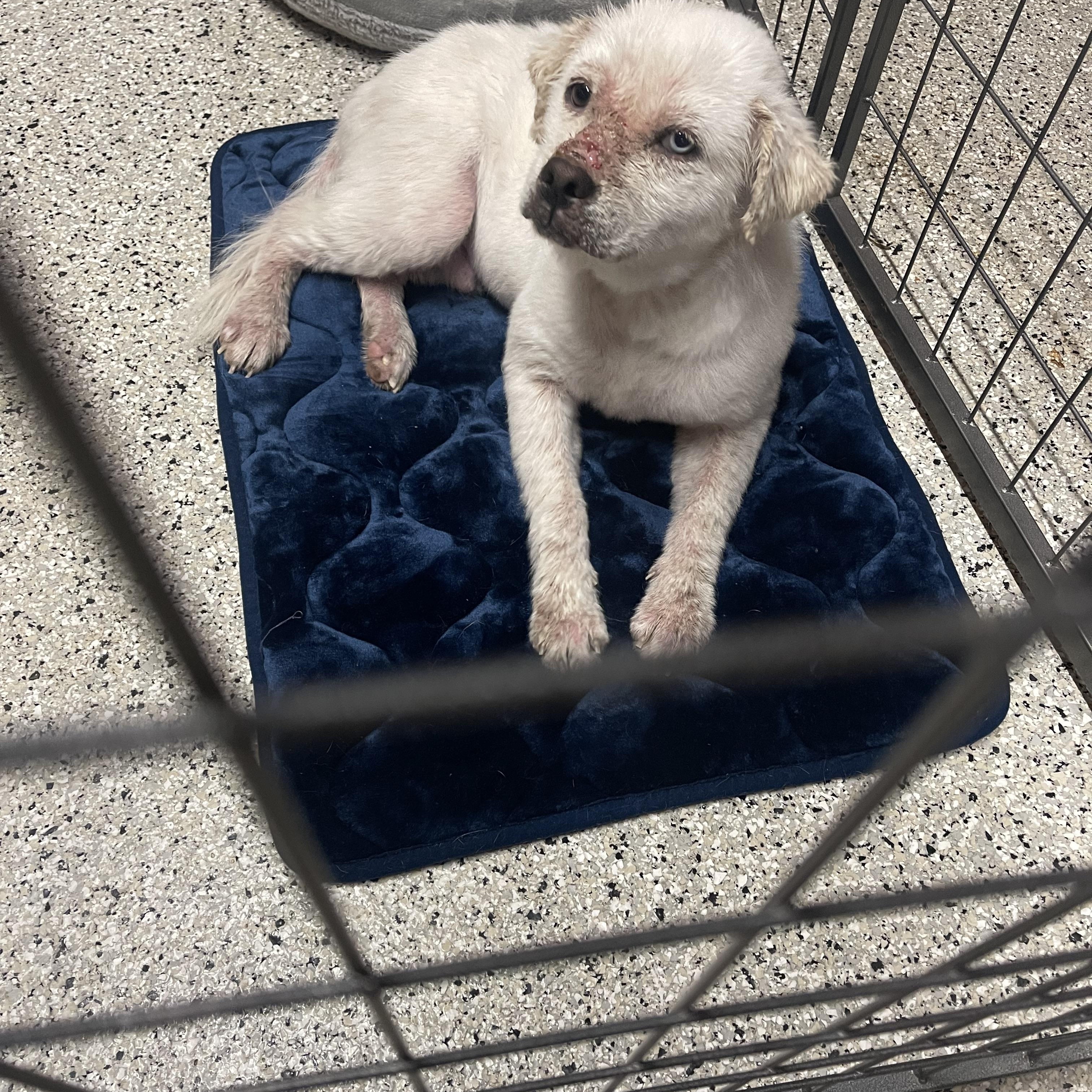 Falcor, a ADOPTABLE mixed breed in Baton Rouge, LA image 1/6