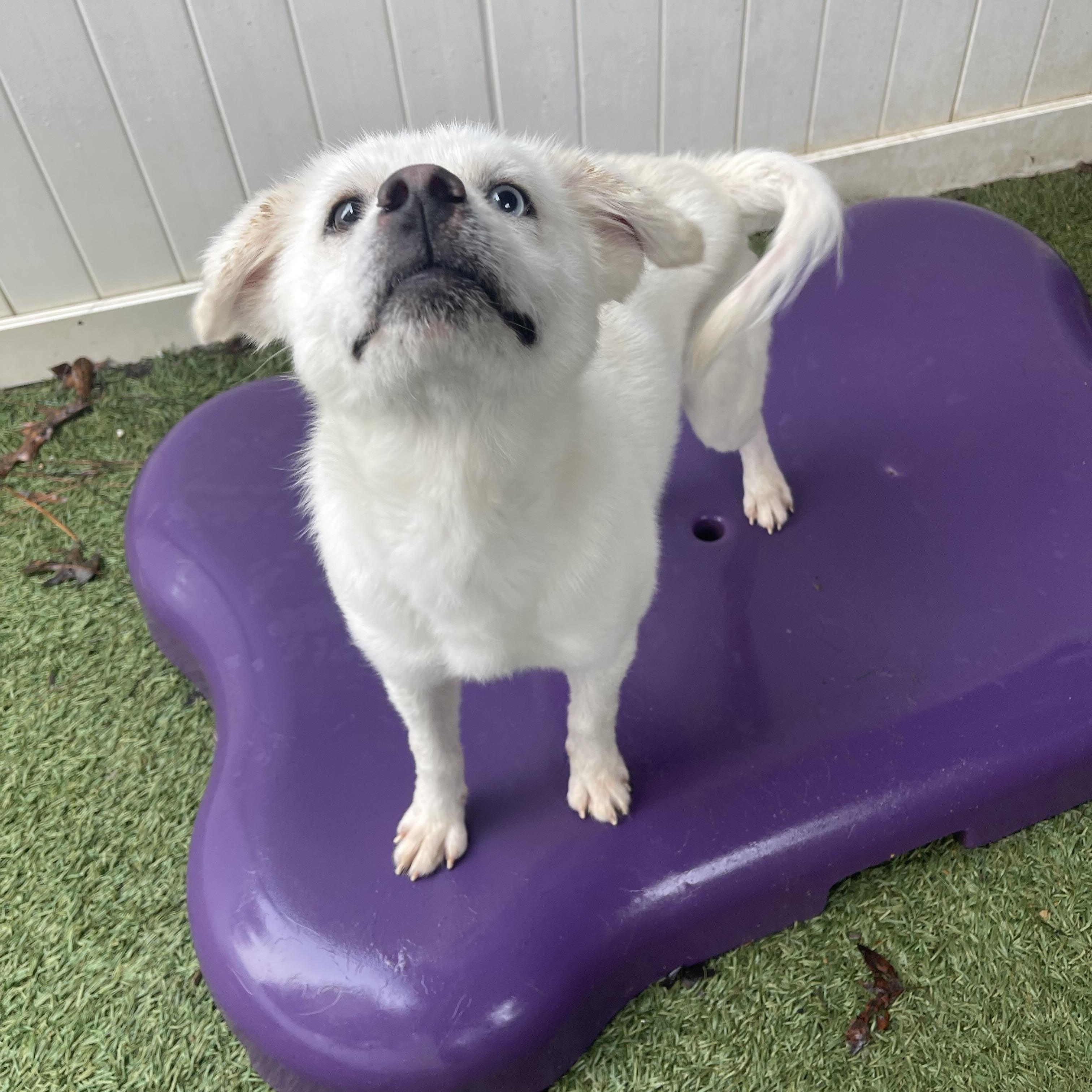 Enlarge Falcor, an adopted mixed breed in Baton Rouge, LA image 2/4