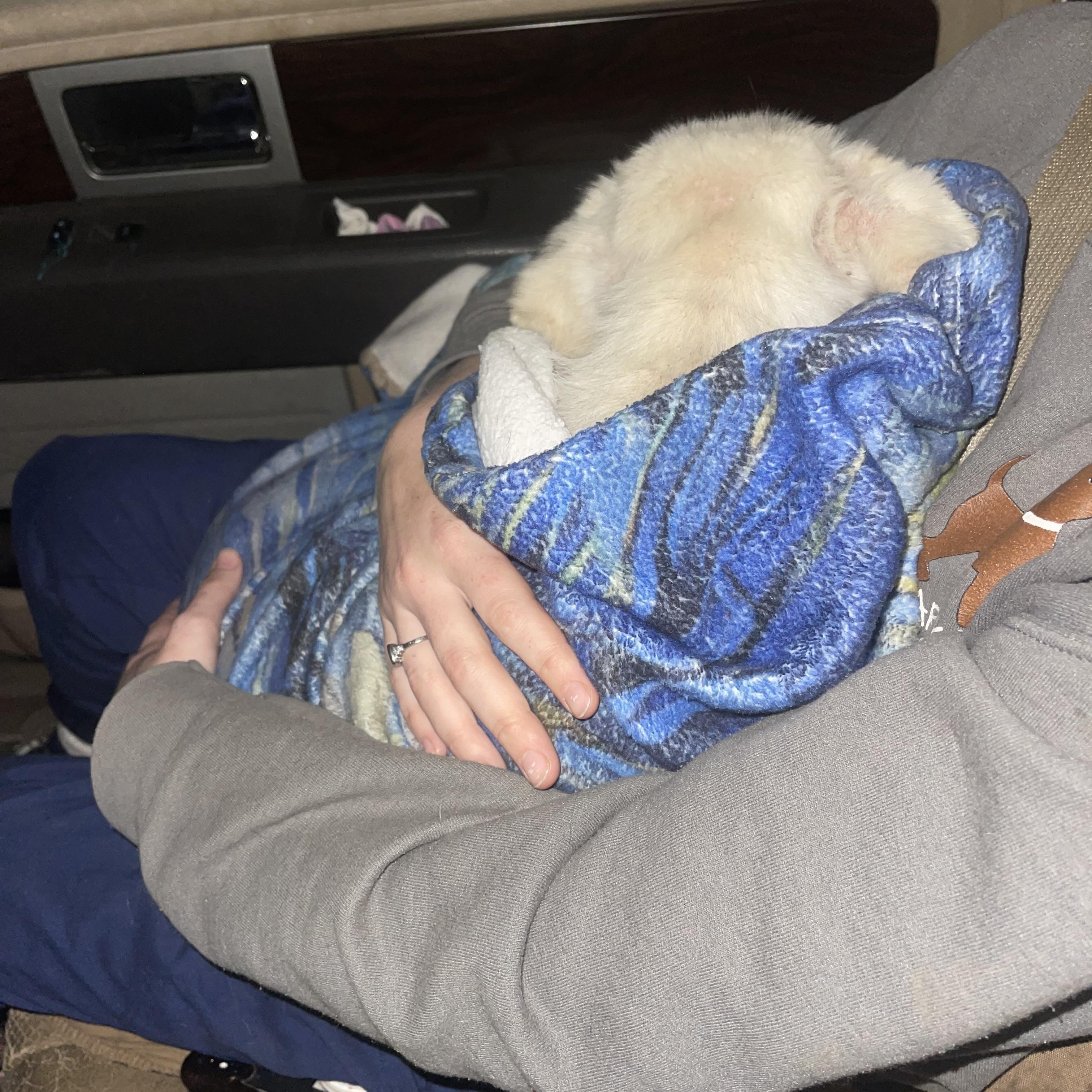 Falcor, a ADOPTABLE mixed breed in Baton Rouge, LA image 2/6