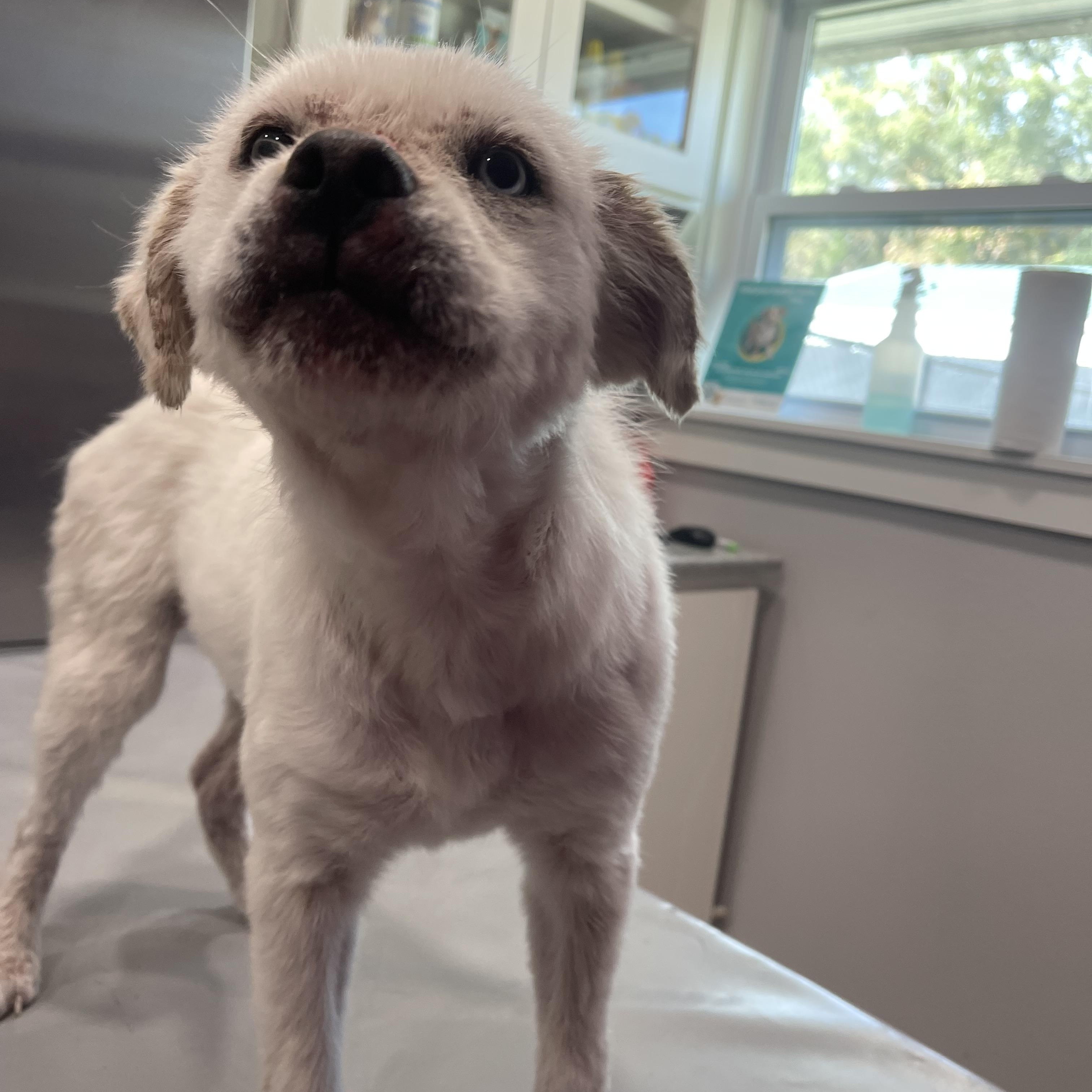 Falcor, a ADOPTABLE mixed breed in Baton Rouge, LA image 3/6