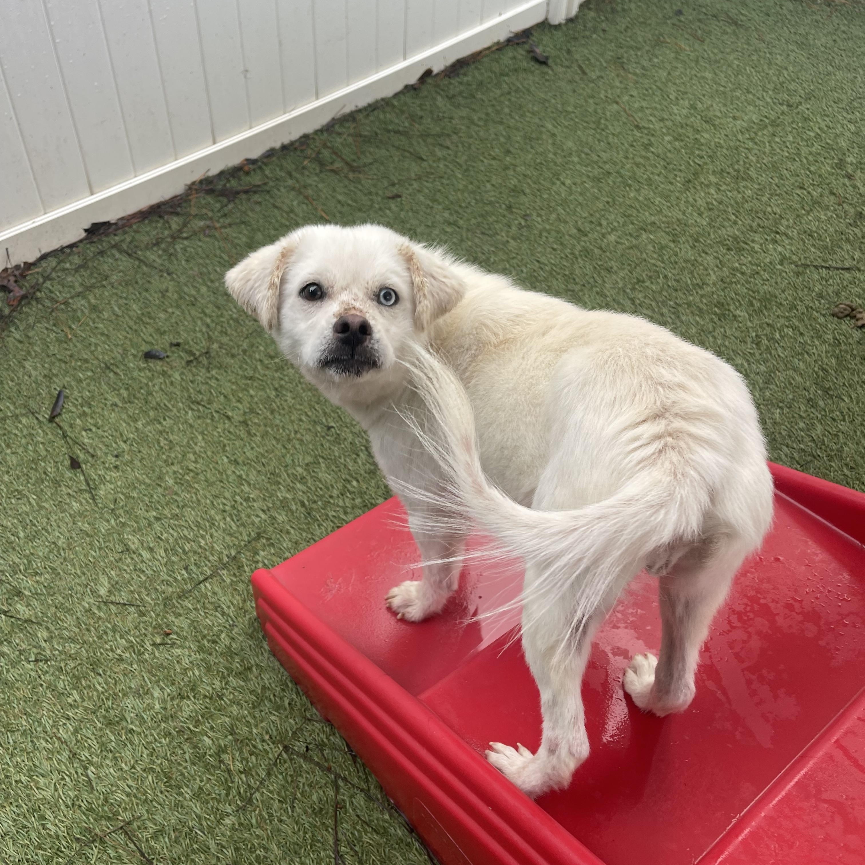 Enlarge Falcor, an adopted mixed breed in Baton Rouge, LA image 4/4