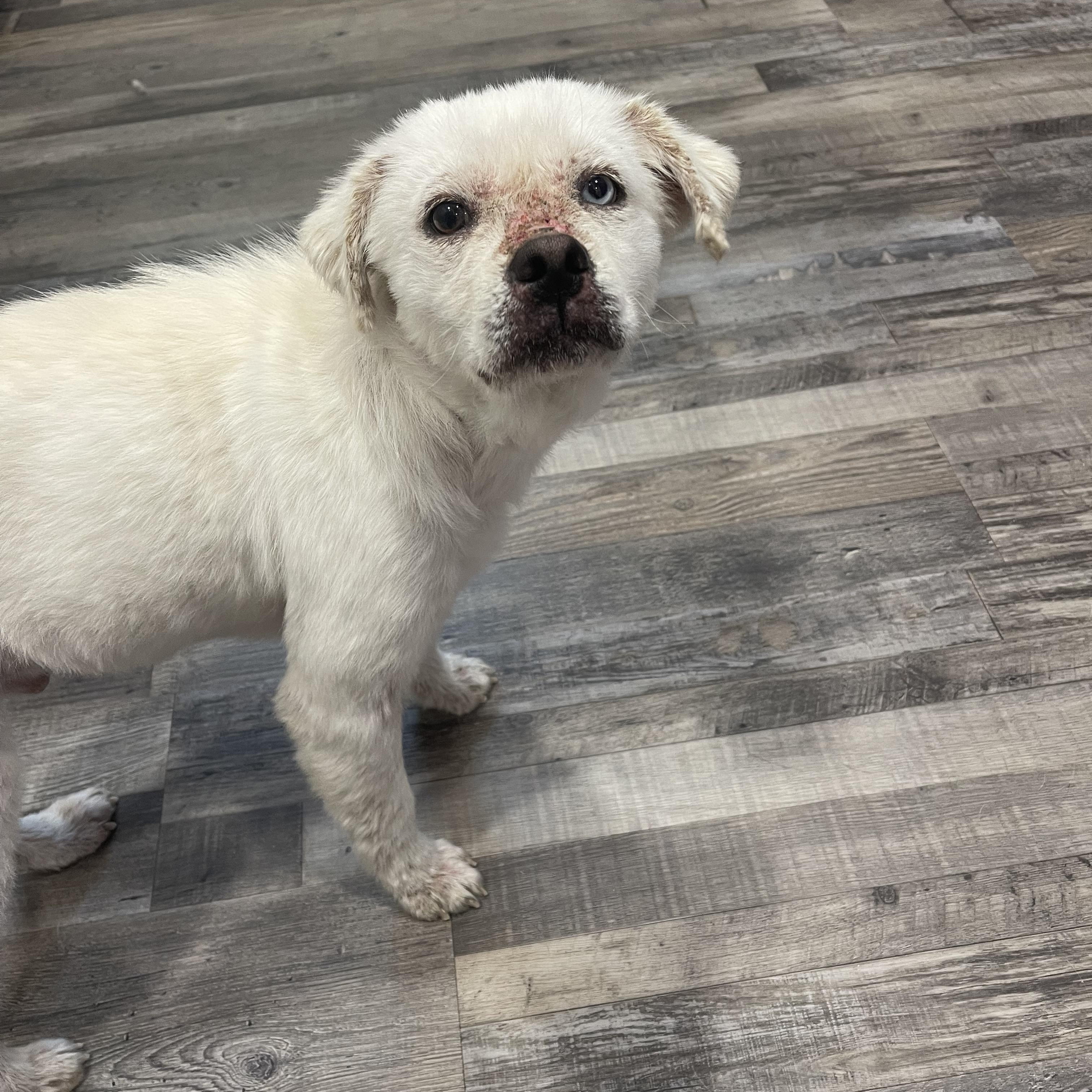 Falcor, a ADOPTABLE mixed breed in Baton Rouge, LA image 4/6