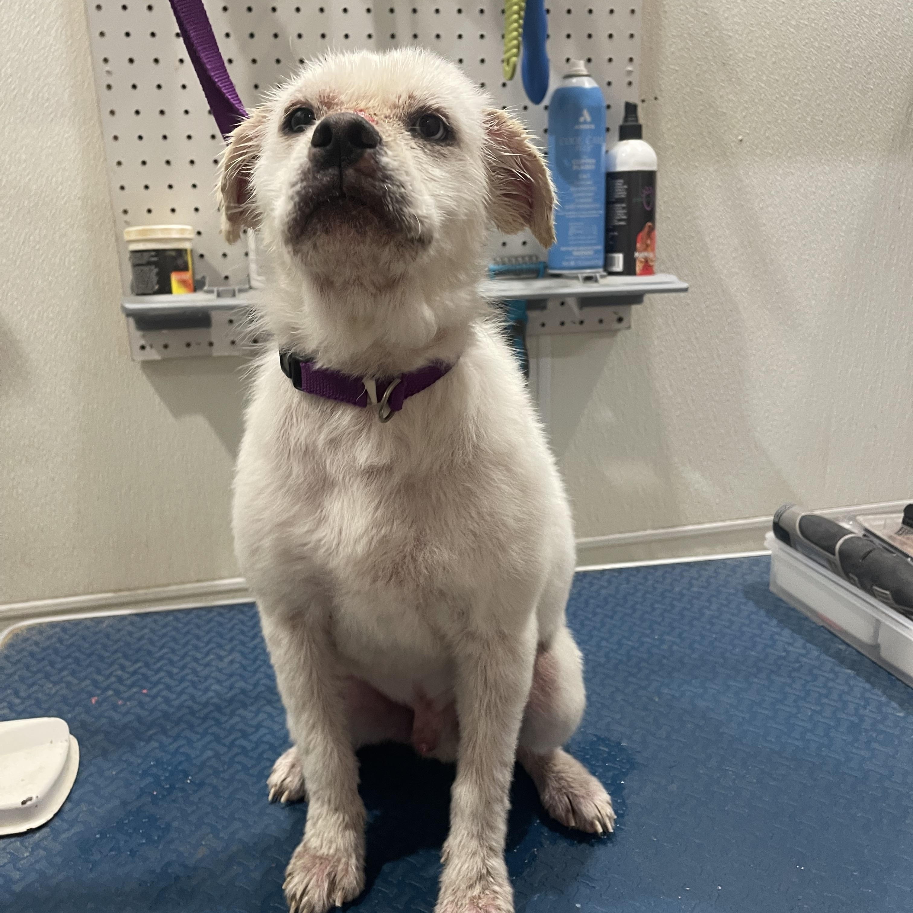 Falcor, a ADOPTABLE mixed breed in Baton Rouge, LA image 5/6