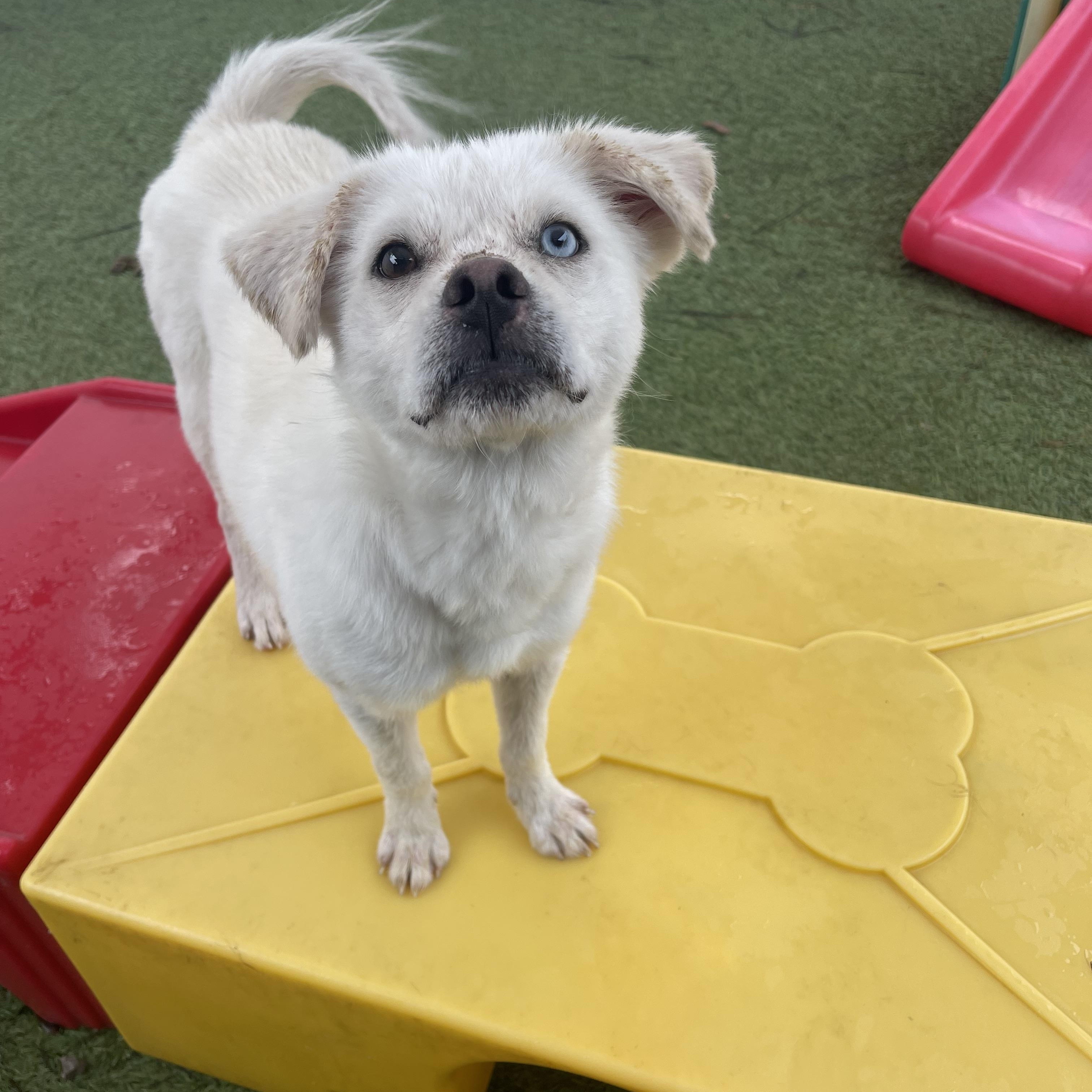 Enlarge Falcor, an adopted mixed breed in Baton Rouge, LA image 1/4